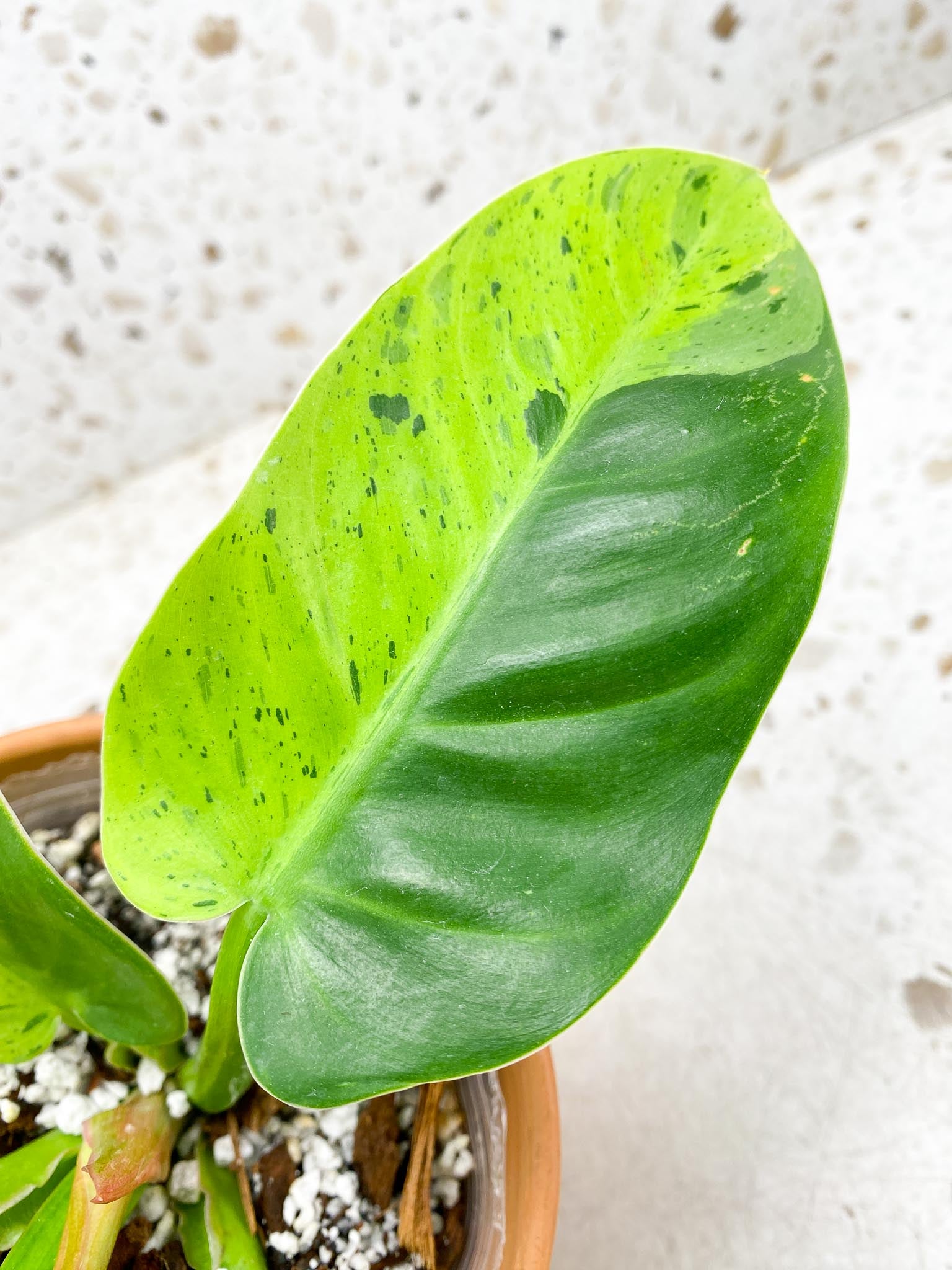 Philodendron Ruaysap Variegated Multiple leaves Multiple Nodes 1 Sprout Top Cutting Rooted