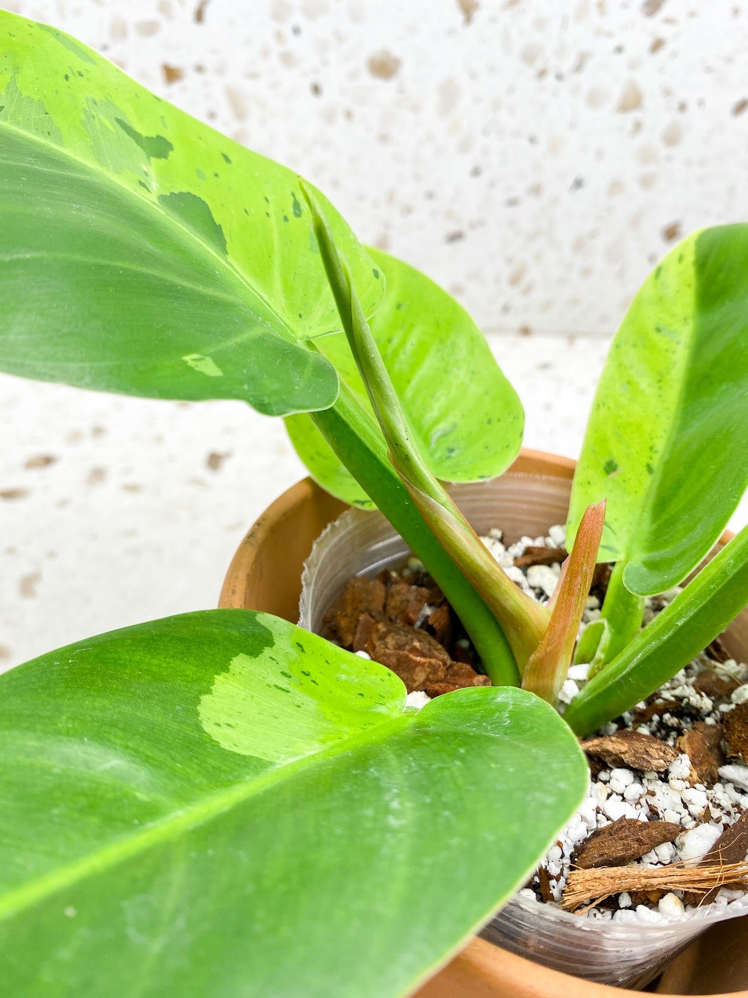 Philodendron Ruaysap Variegated Multiple leaves Multiple Nodes 1 Sprout Top Cutting Rooted