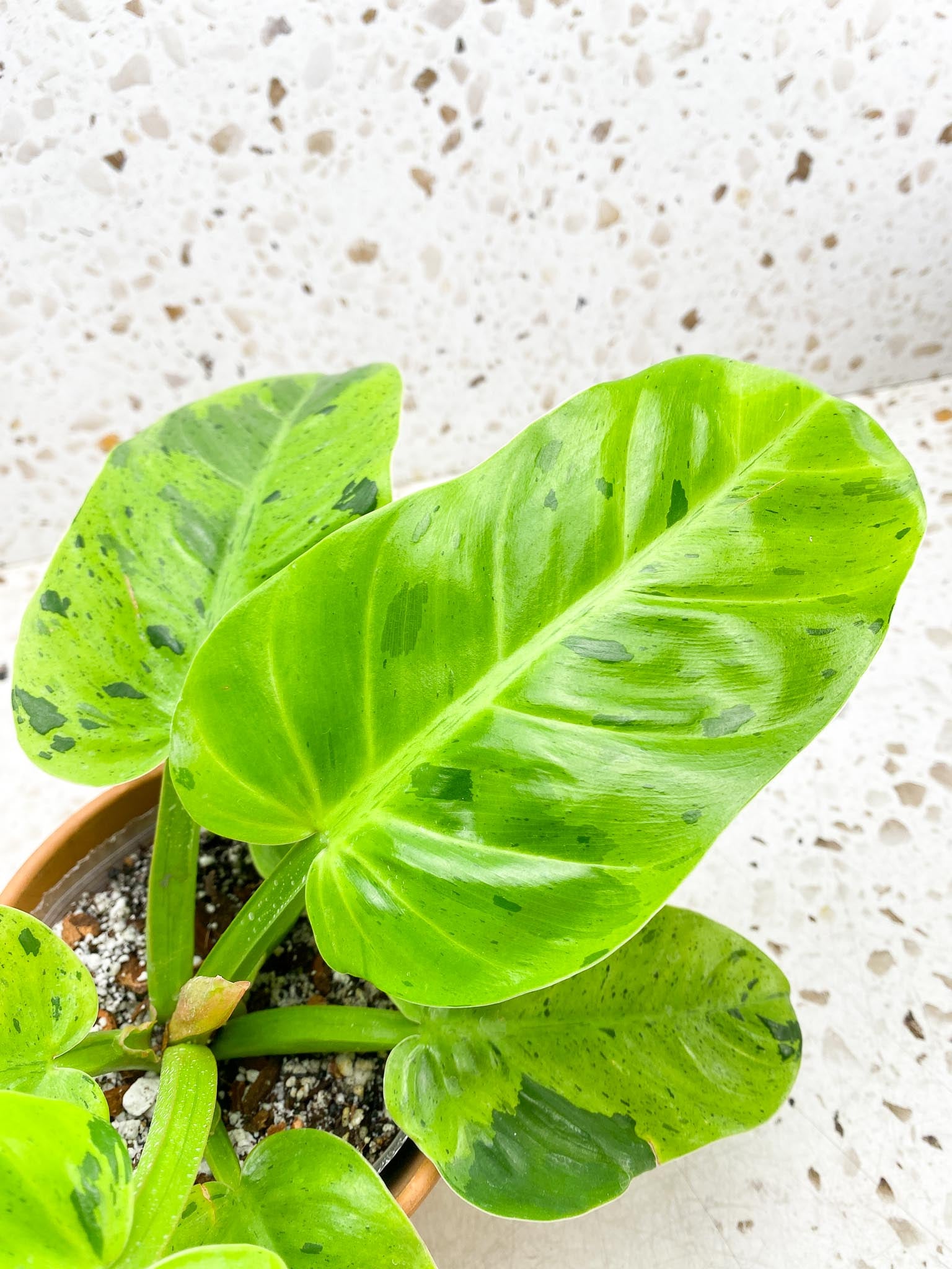 Philodendron Ruaysap Variegated Multiple Leaves Multiple Nodes 1 Sprout  top cuttimg Rooted