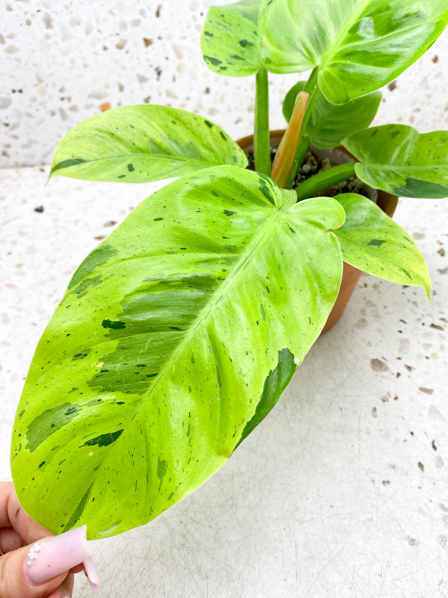 Philodendron Ruaysap Variegated Multiple Leaves Multiple Nodes 1 Sprout  top cuttimg Rooted