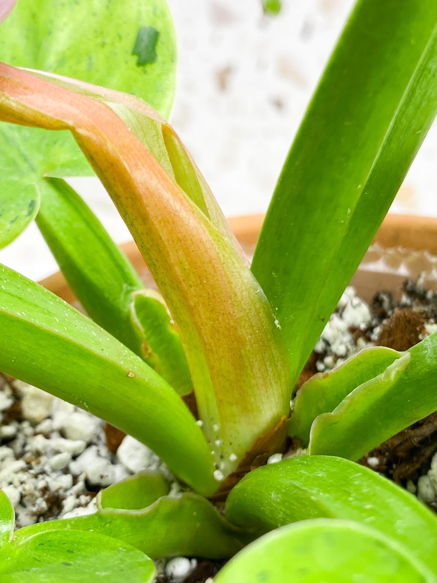 Philodendron Ruaysap Variegated Multiple Leaves Multiple Nodes 1 Sprout  top cuttimg Rooted