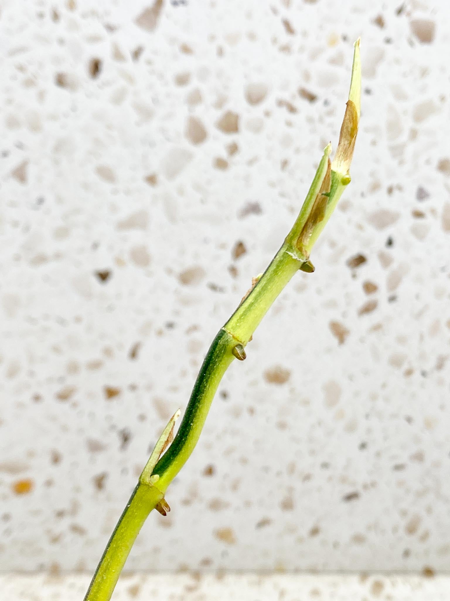 Rhaphidophora Lobbii variegated 2 Leaves  Multiple Nodes 1 Sprout Rooted