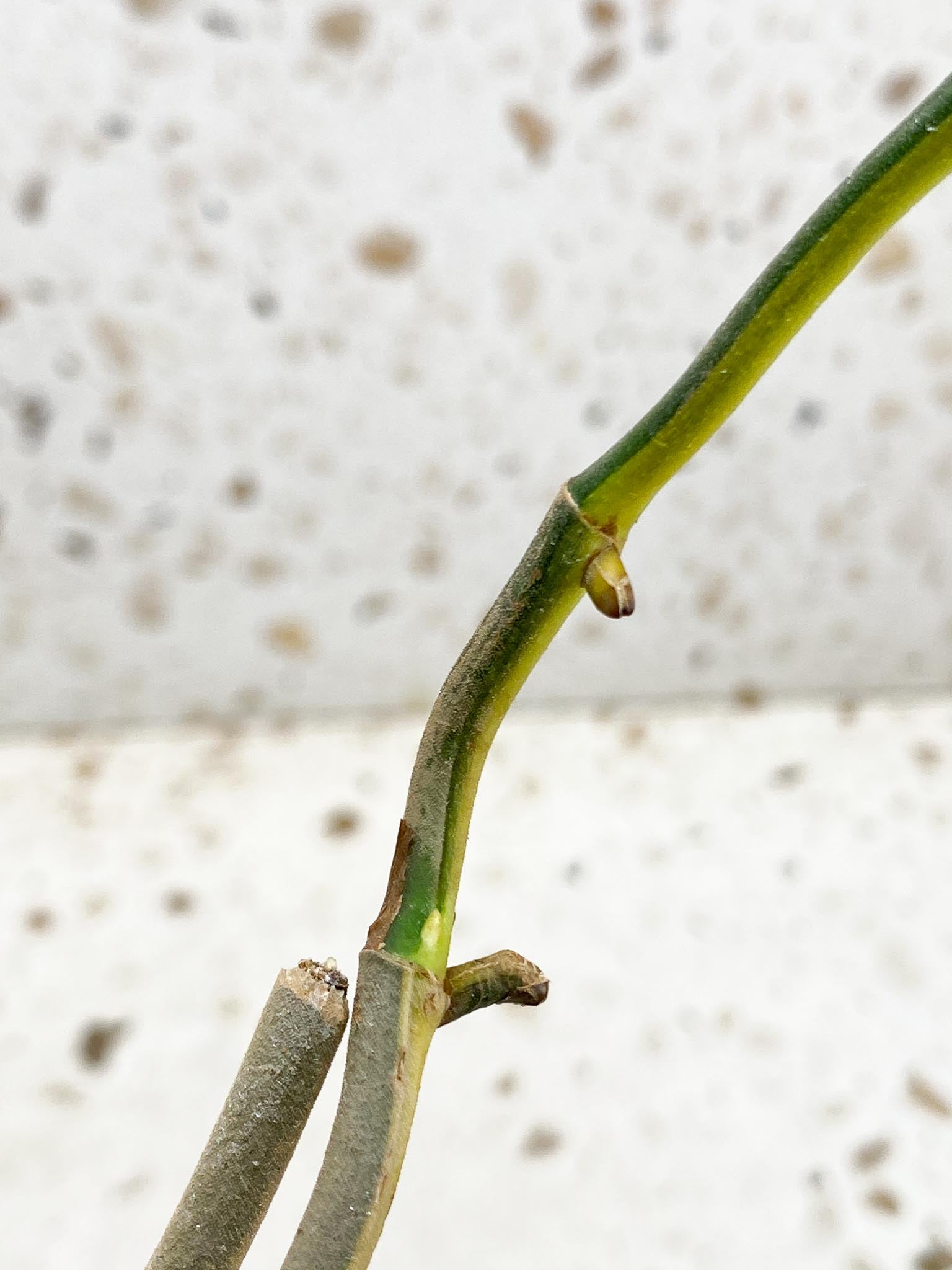 Rhaphidophora Lobbii variegated 2 Leaves  Multiple Nodes 1 Sprout Rooted