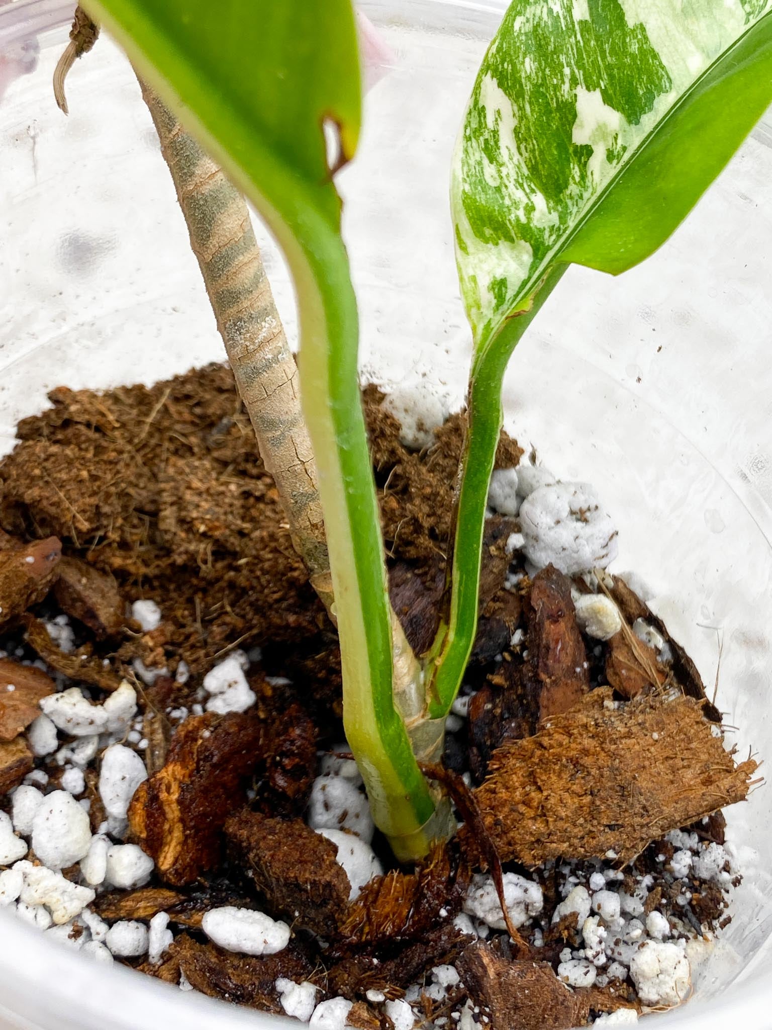 Rhaphidophora Lobbii variegated 2 Leaves  Multiple Nodes 1 Sprout Rooted