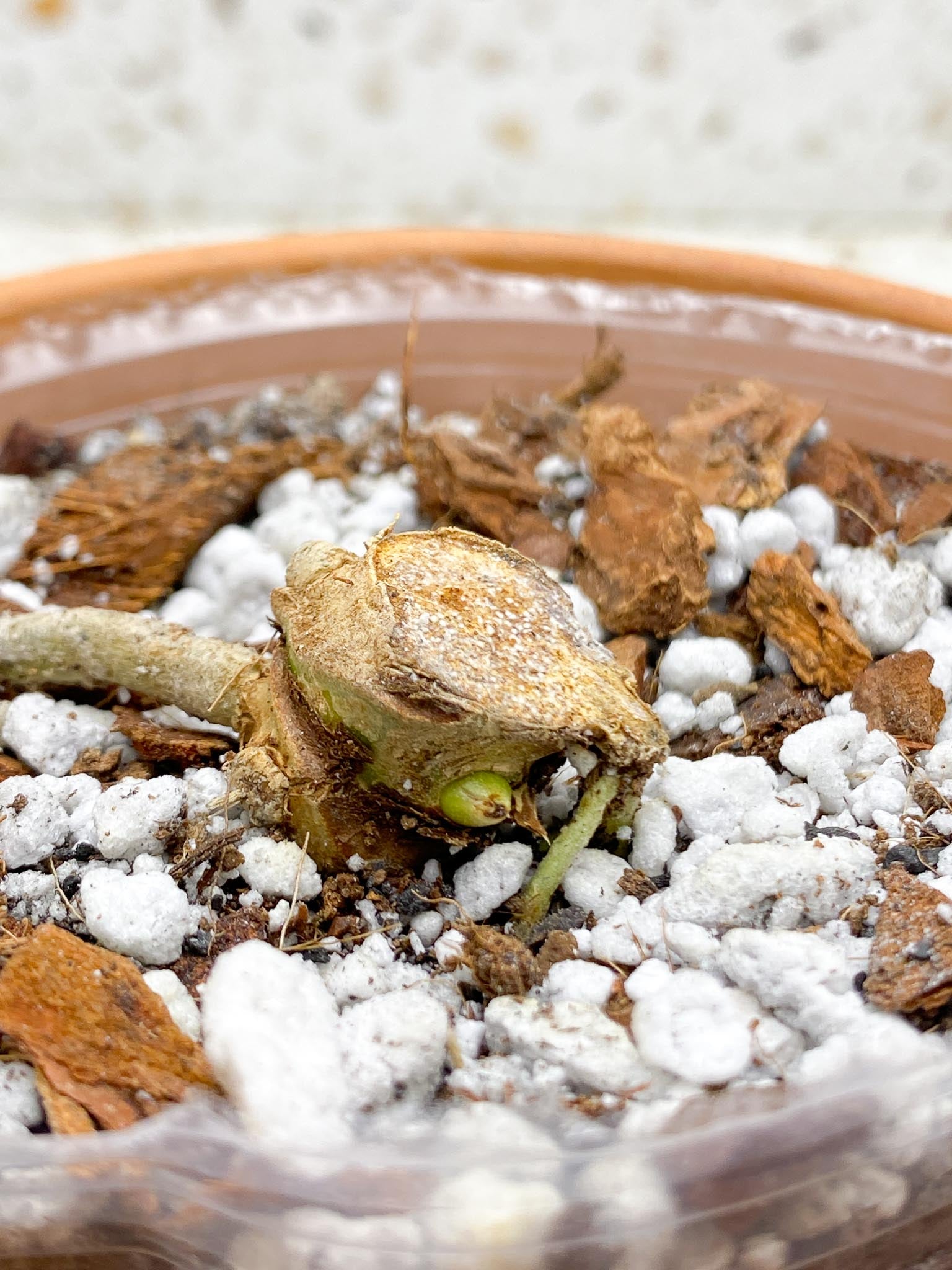 Anthurium Papillilaminum 2 Node  1 Growing Bud Rooted