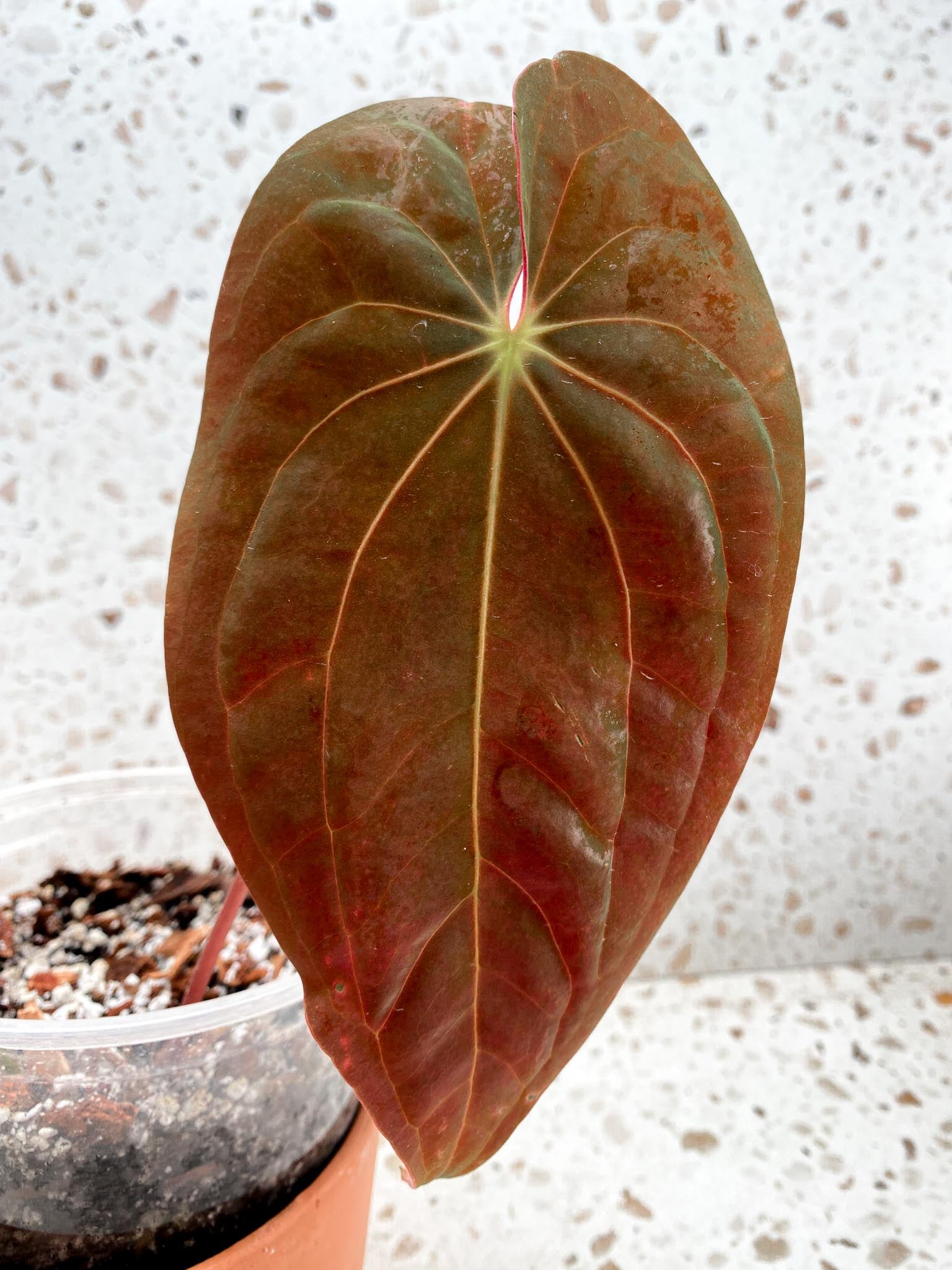 Anthurium Papillilaminum x Dressleri 2 Leaves  Mother plant Showcase