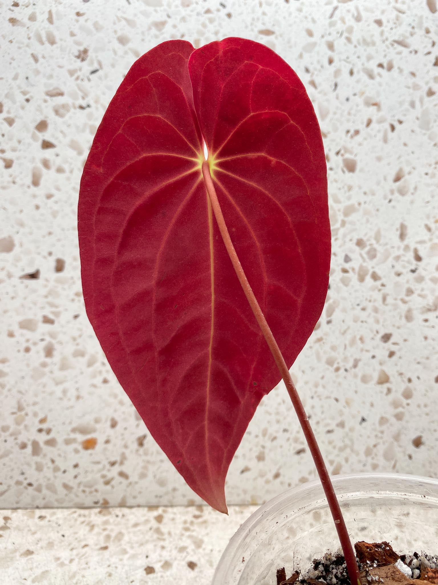 Anthurium Papillilaminum x Dressleri 2 Leaves  Mother plant Showcase