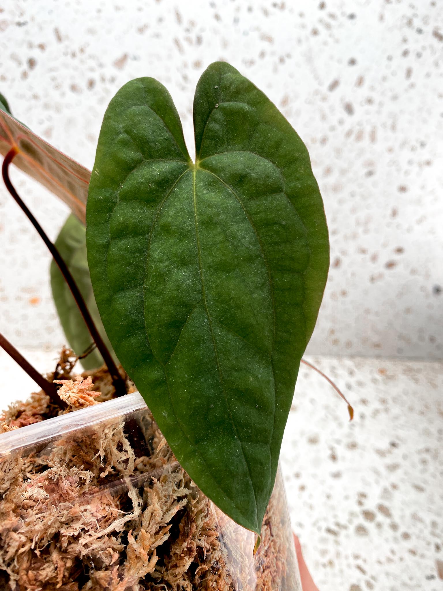 Anthurium Papillilaminum Long and Bullet x Red Vein Dark Phoenix Rooted Mother plant (Showcase)