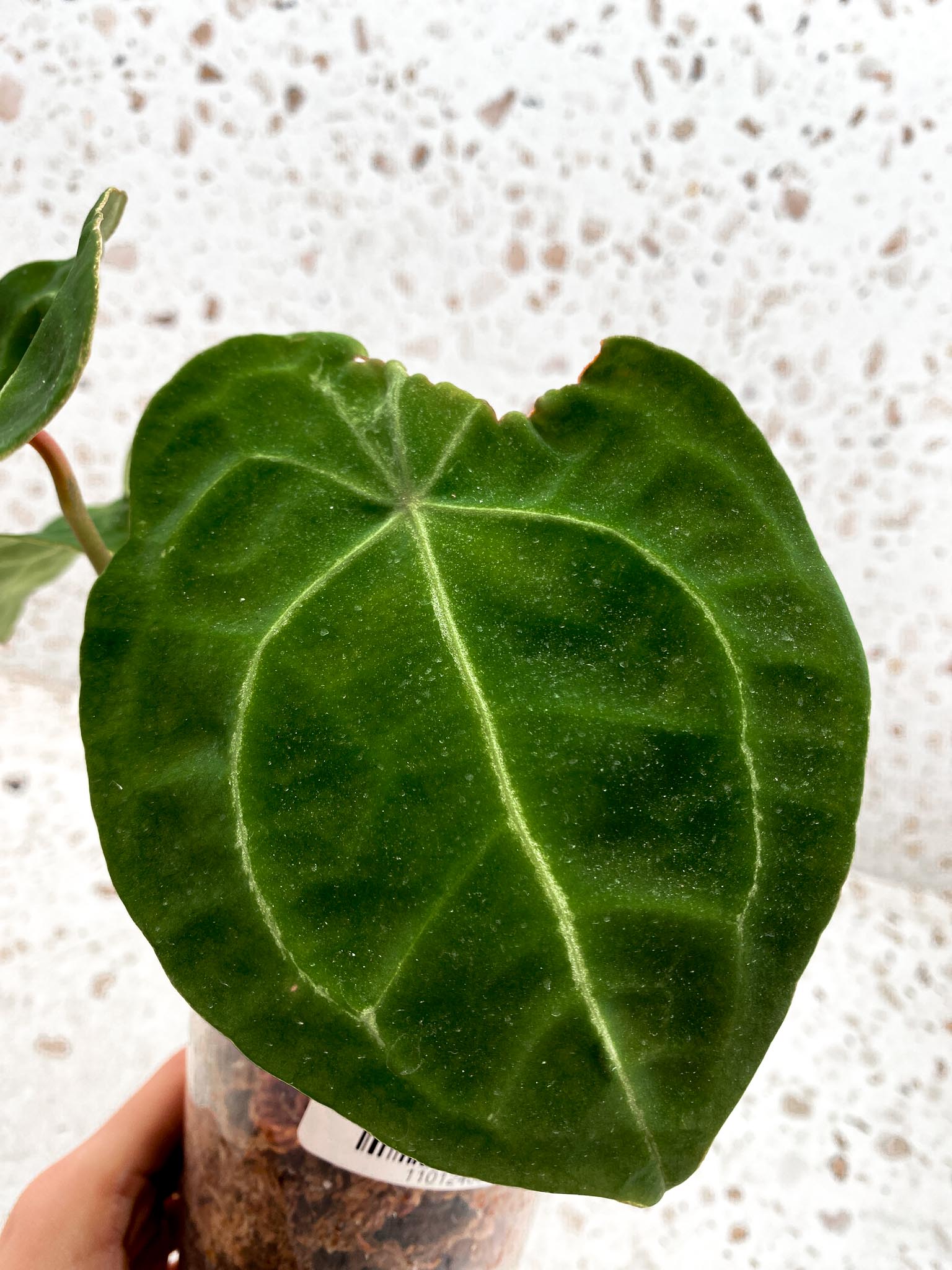 Anthurium Forgetii x Papillilaminum 3 Leaves  3 Nodes  top cutting Rooted