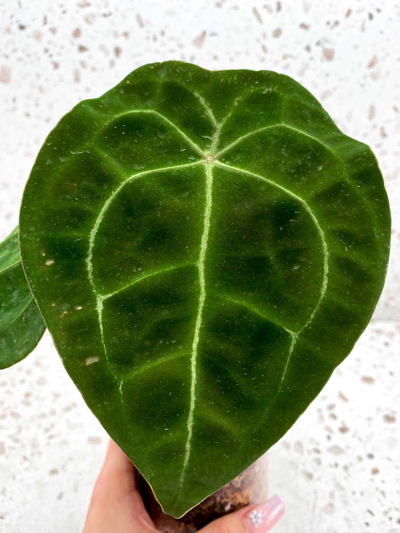 Anthurium Forgetii x Papillilaminum 3 Leaves  3 Nodes  top cutting Rooted