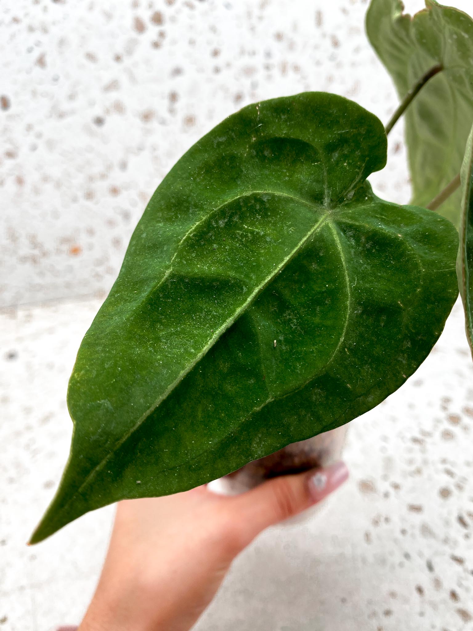 Anthurium Forgetii x Papillilaminum 3 Leaves  3 Nodes  top cutting Rooted