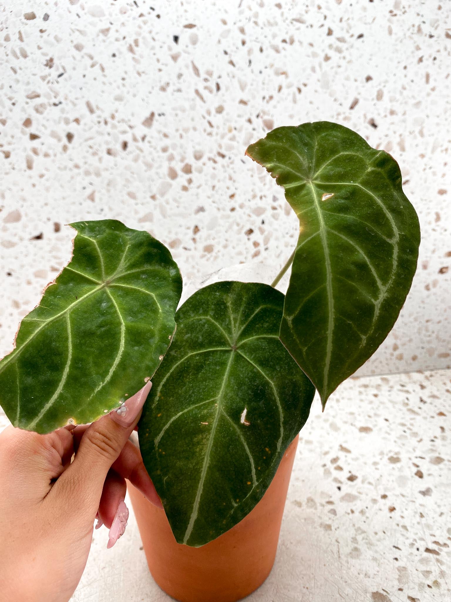 Anthurium Forgetii Spider Red 3 Leaves  4 Nodes  1 Sprout