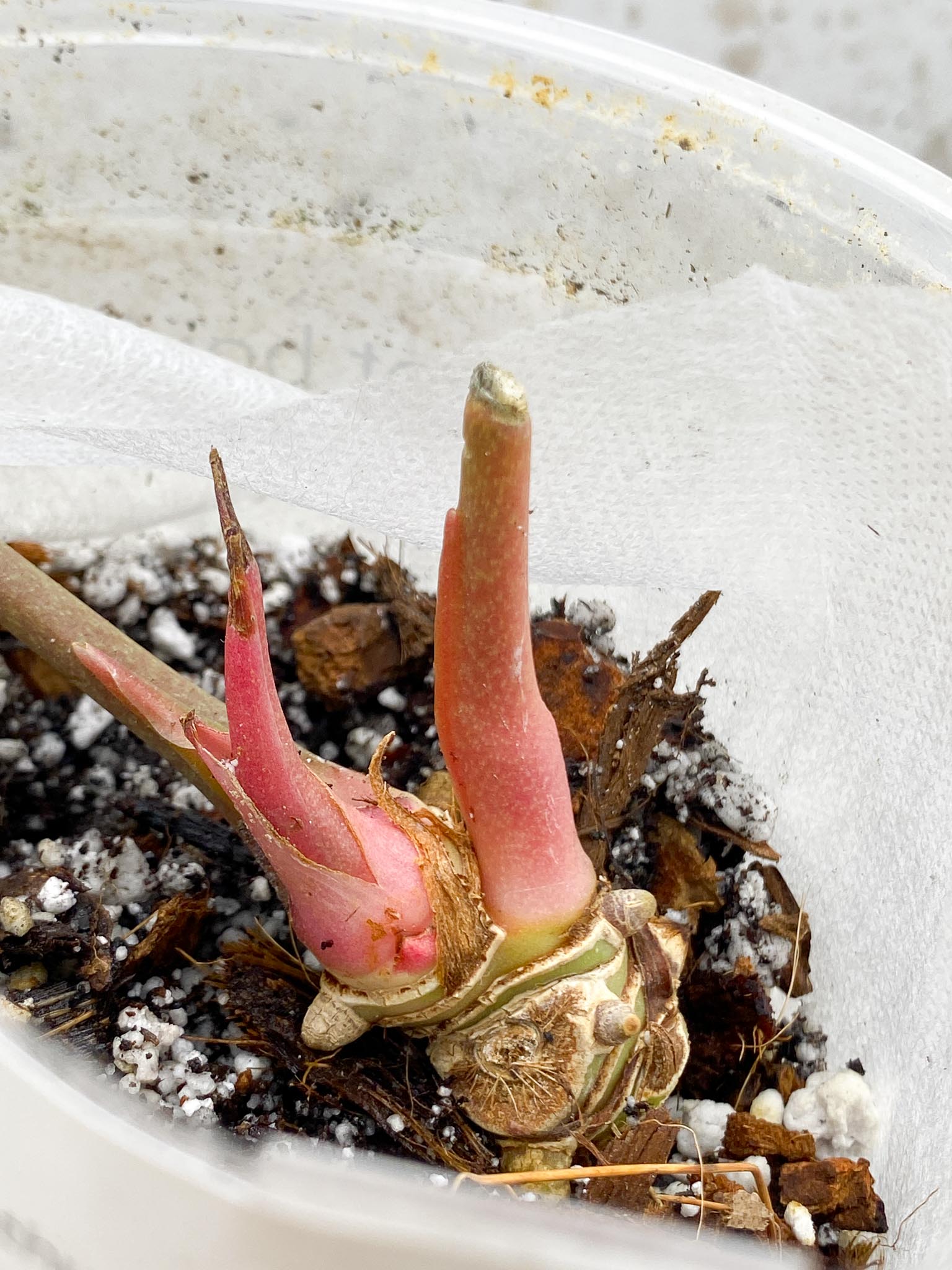 Anthurium Forgetii x Besseae aff Mother plant (Showcase)