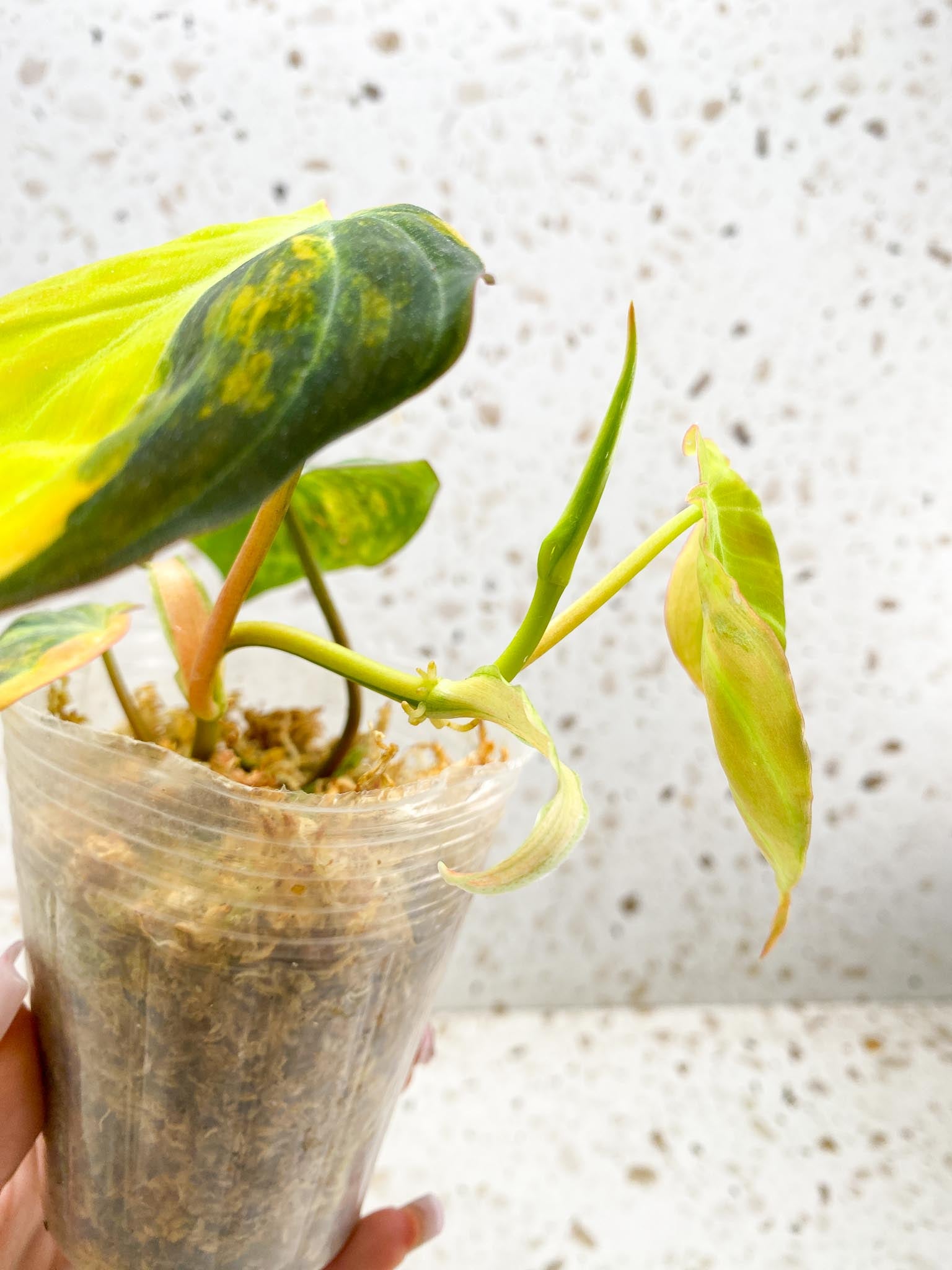 Philodendron Micans Variegated Multiple Leaves Multiple Nodes 1 Sprout top cutting Rooted