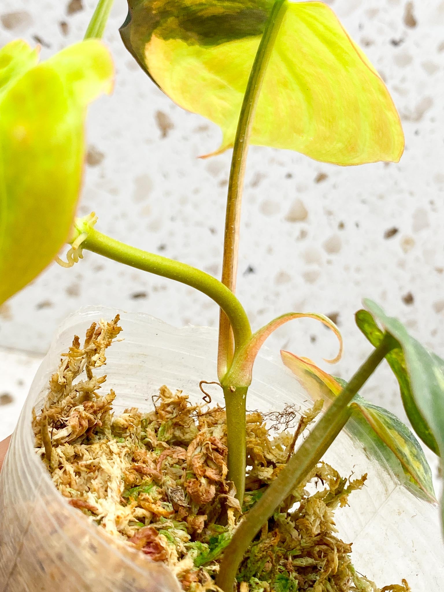 Philodendron Micans Variegated Multiple Leaves Multiple Nodes 1 Sprout top cutting Rooted