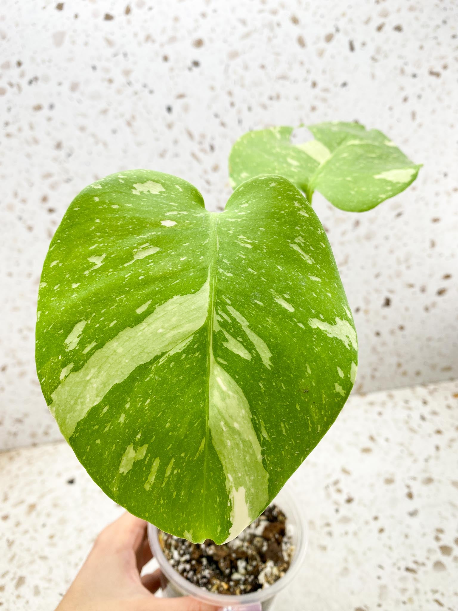 Monstera Thai Constellation Variegated 2 Leaves  2 Nodes  Rooted