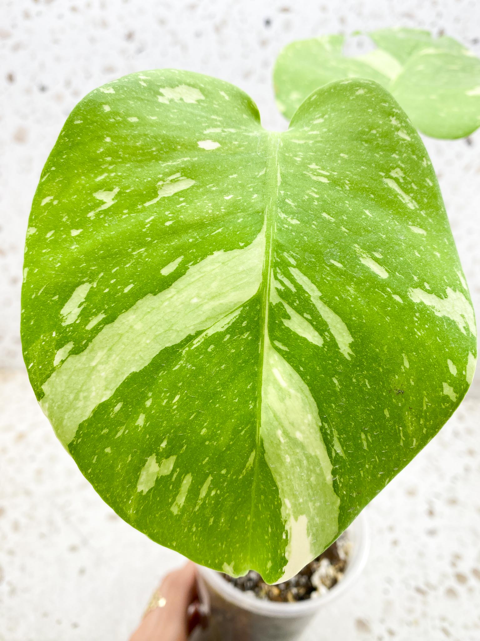 Monstera Thai Constellation Variegated 2 Leaves  2 Nodes  Rooted