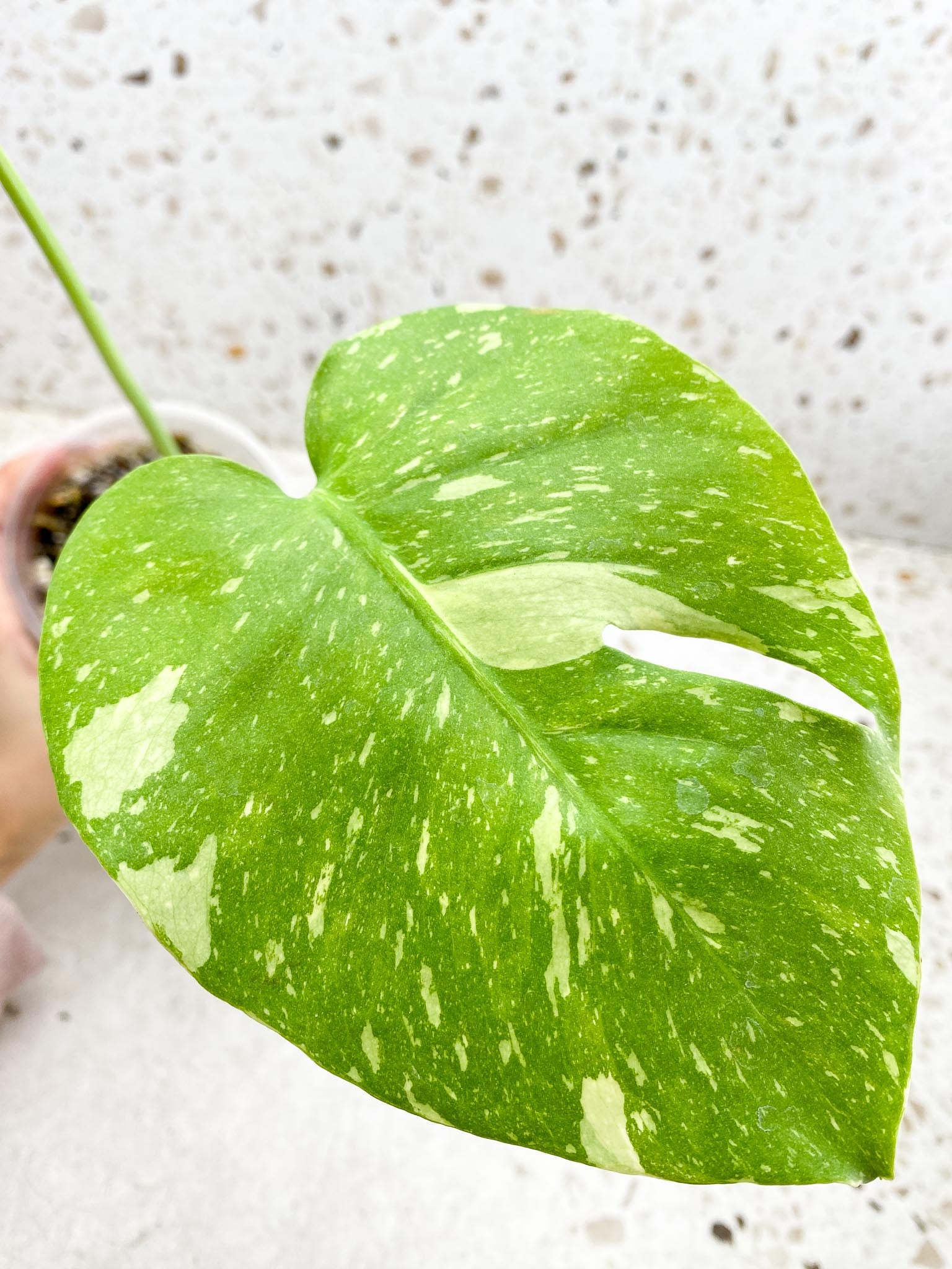 Monstera Thai Constellation Variegated 2 Leaves  2 Nodes  Rooted