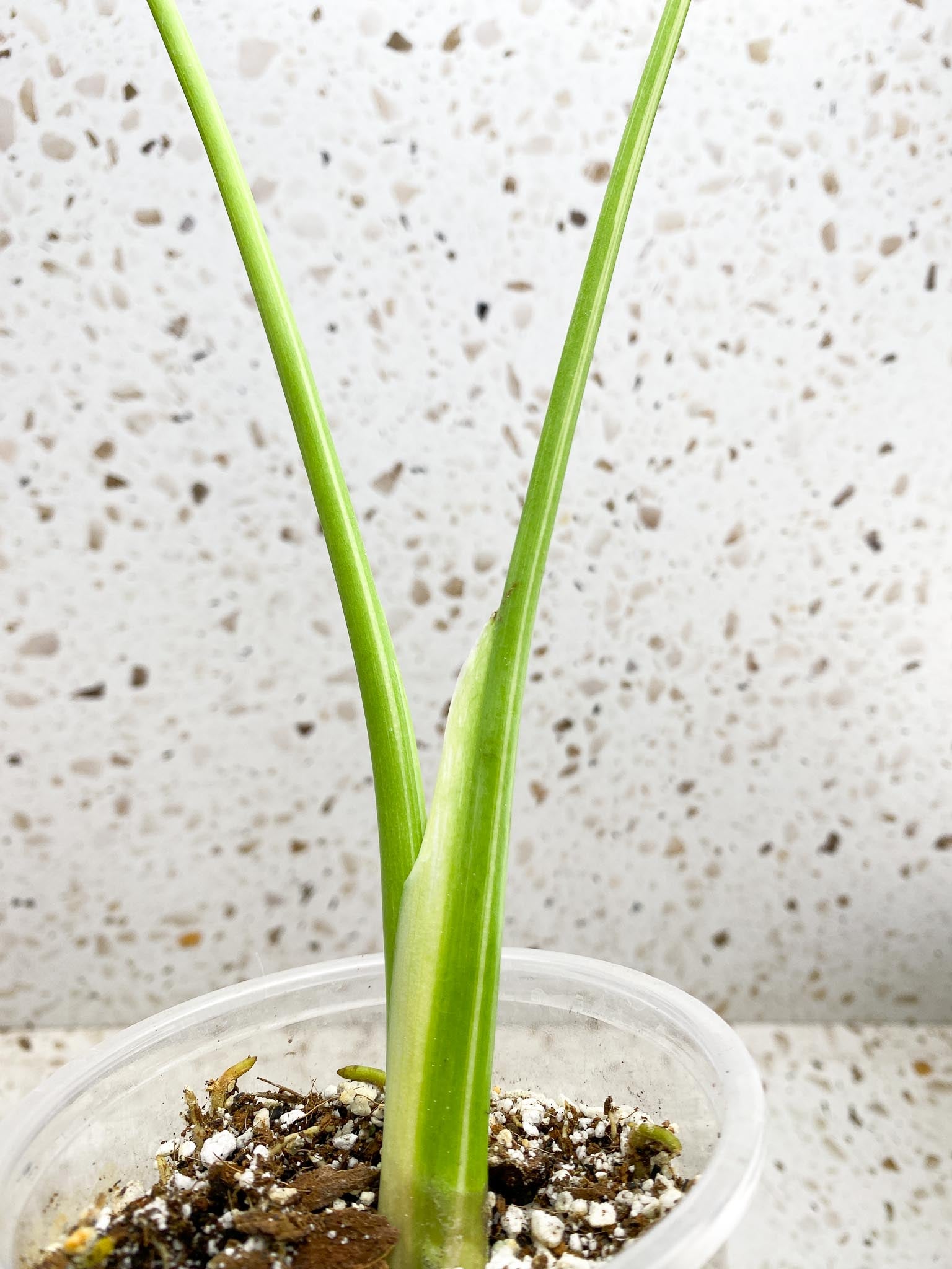 Monstera Thai Constellation Variegated 2 Leaves  2 Nodes  Rooted