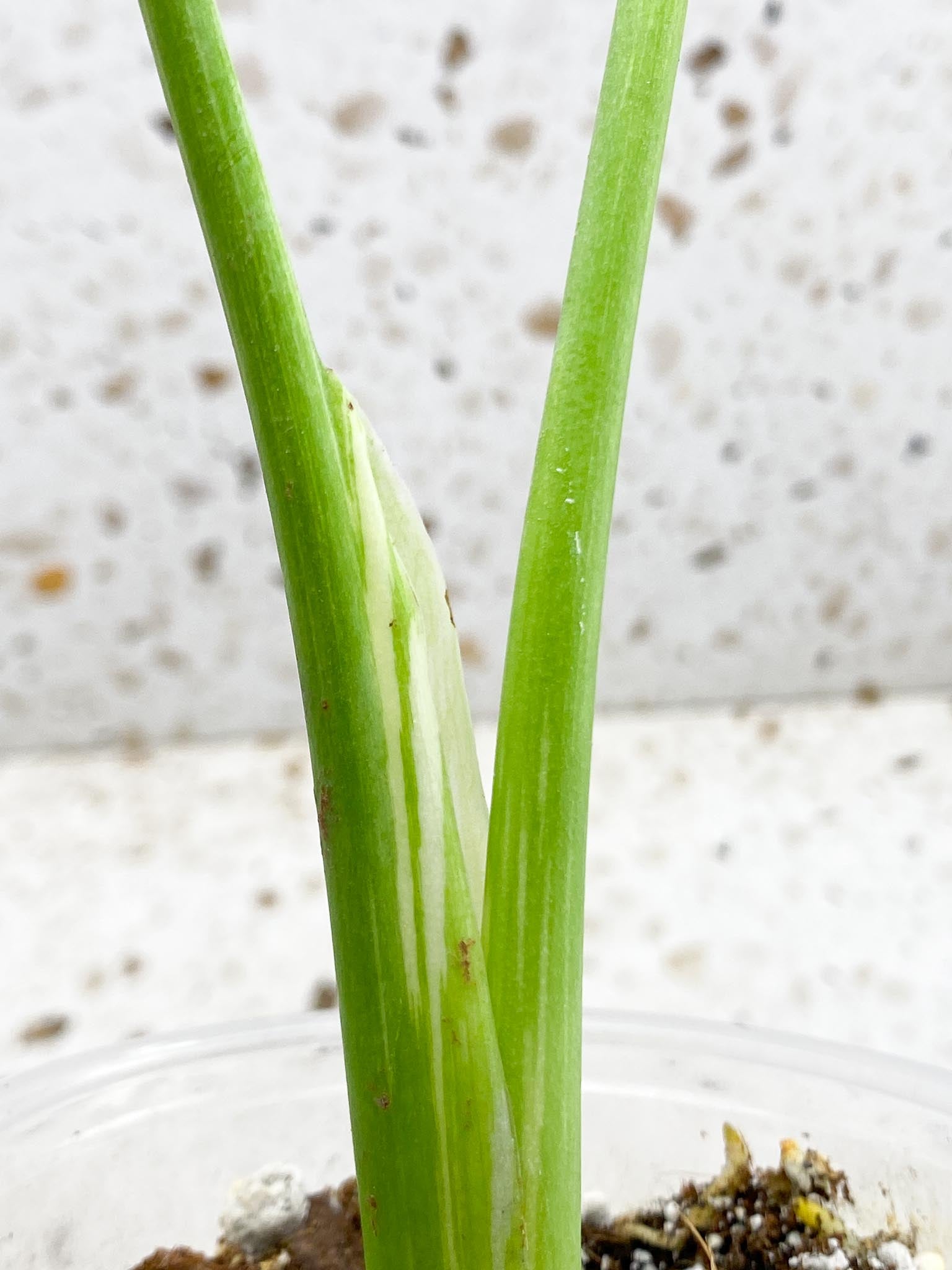 Monstera Thai Constellation Variegated 2 Leaves  2 Nodes  Rooted