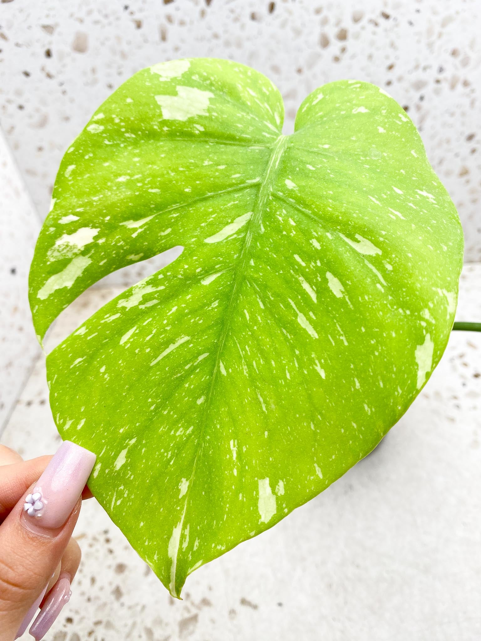 Monstera Thai Constellation Variegated 2 Leaves  2 Nodes  Rooted