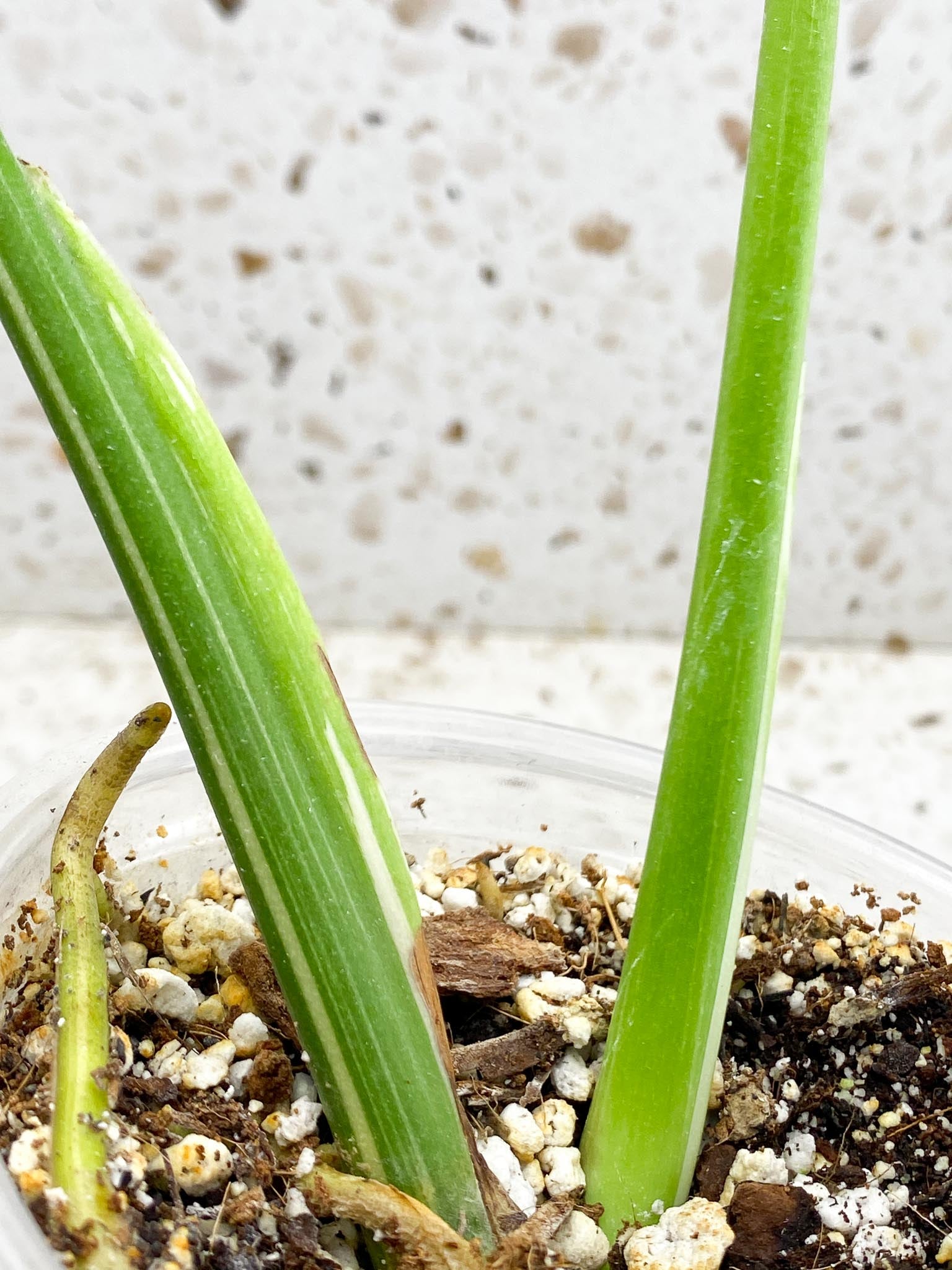 Monstera Thai Constellation Variegated 2 Leaves  2 Nodes  Rooted