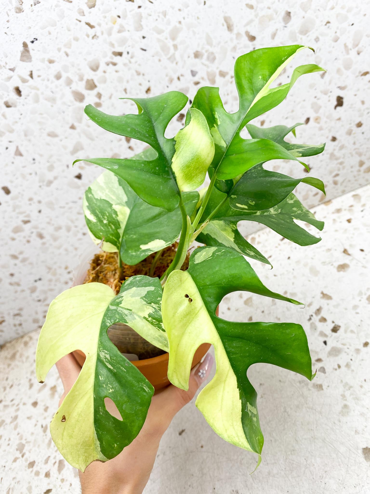 Rhaphidophora tetrasperma variegated Multiple Leaves Multiple Nodes top cutting  Rooted