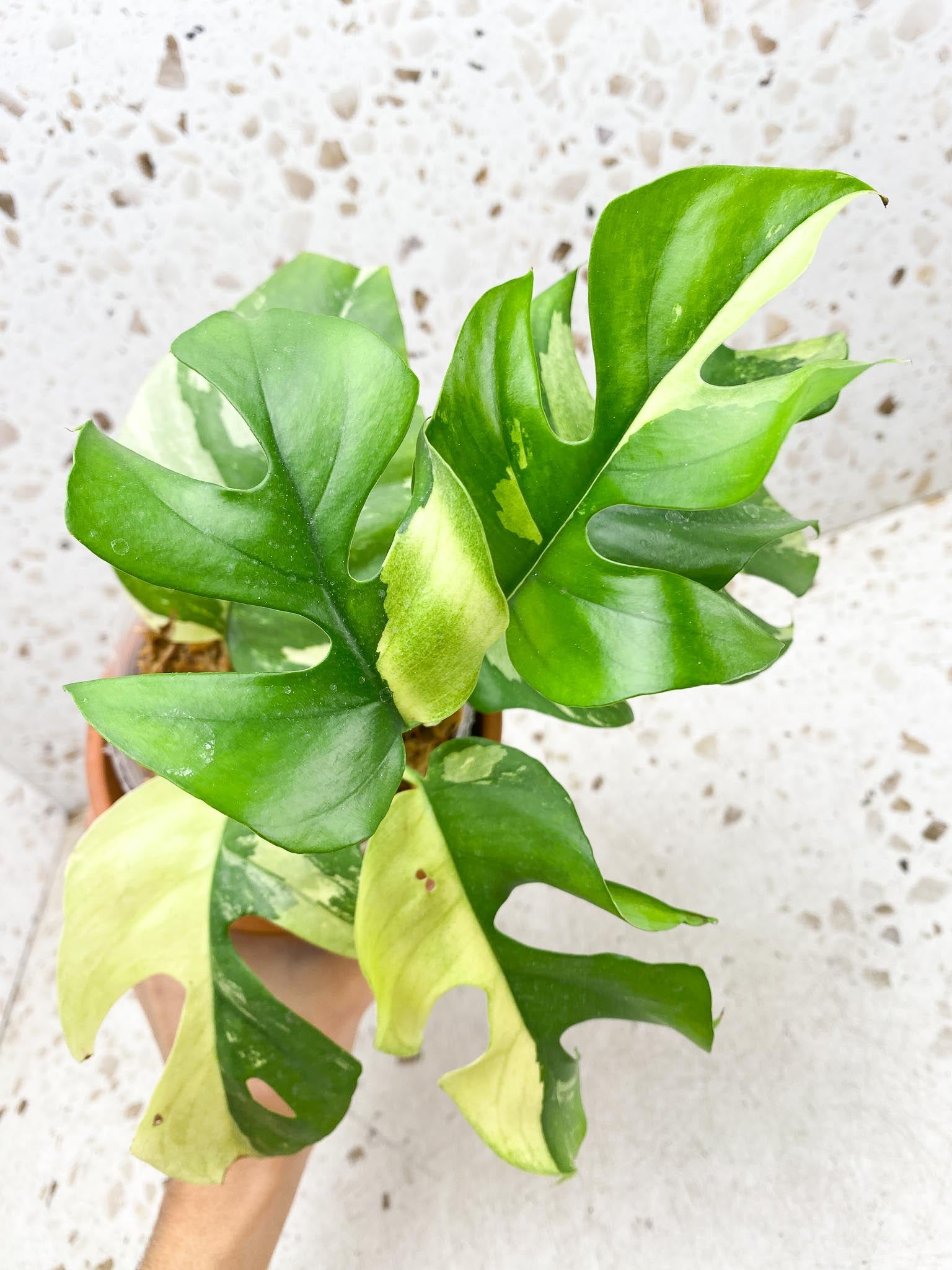 Rhaphidophora tetrasperma variegated Multiple Leaves Multiple Nodes top cutting  Rooted