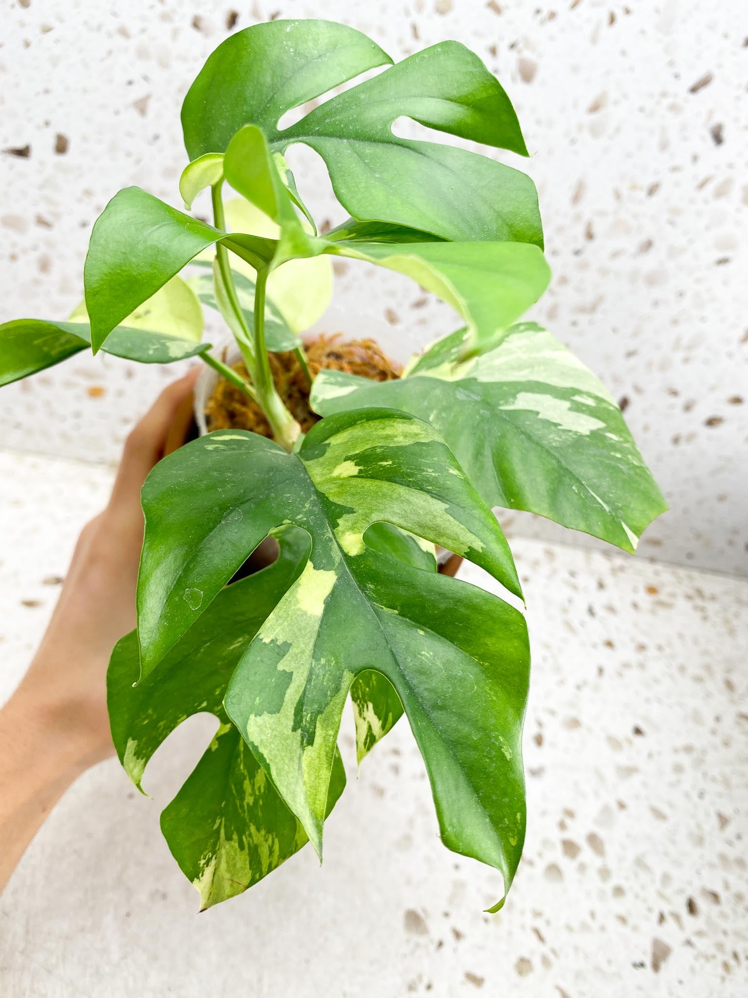 Rhaphidophora tetrasperma variegated Multiple Leaves Multiple Nodes top cutting  Rooted