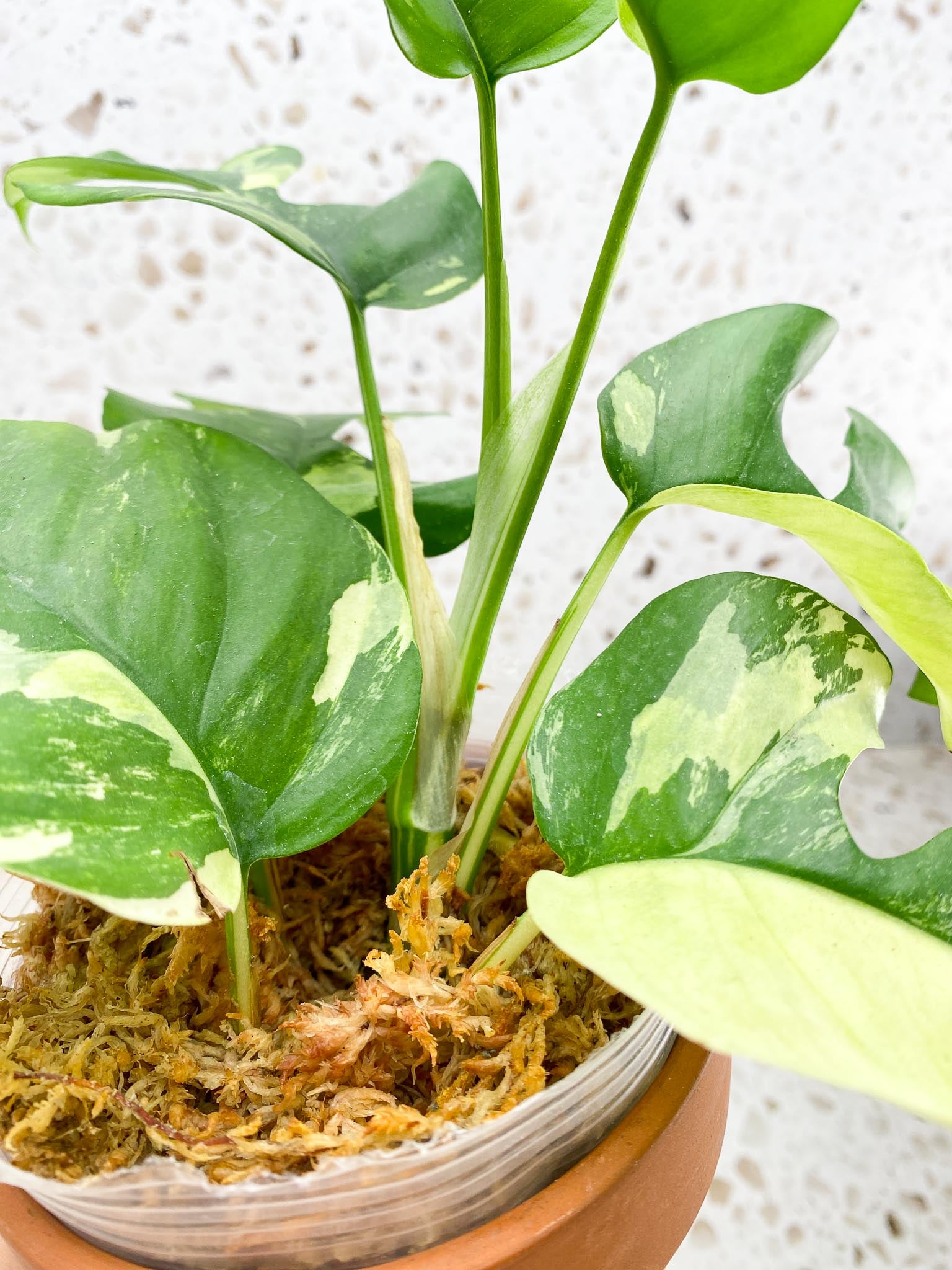 Rhaphidophora tetrasperma variegated Multiple Leaves Multiple Nodes top cutting  Rooted