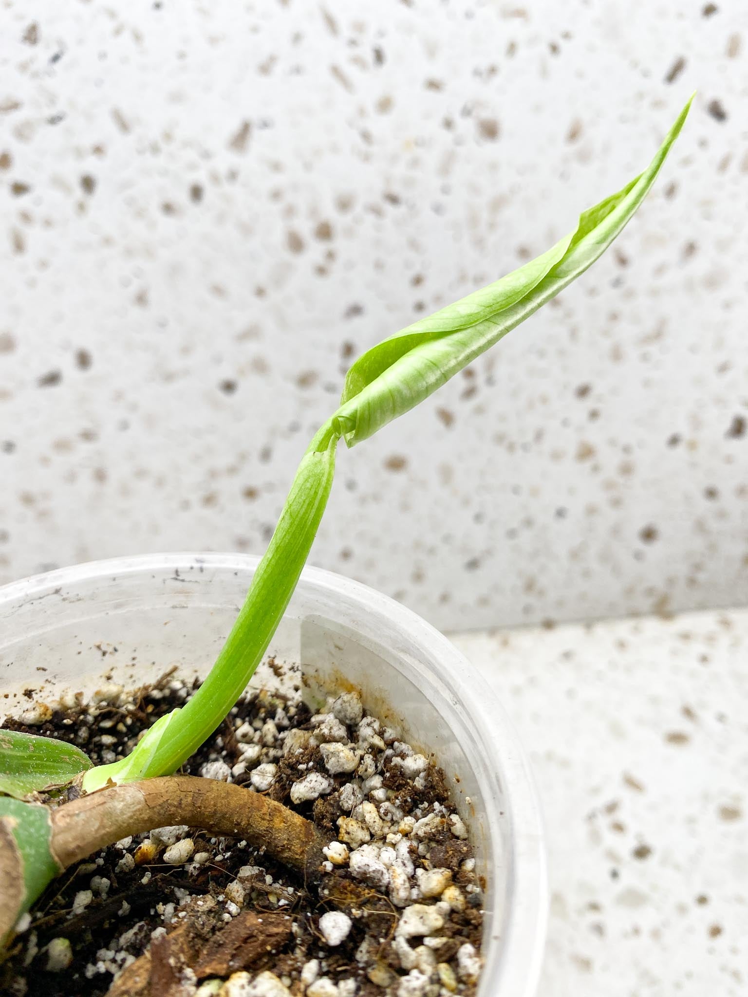 Monstera Thai Constellation 1 Leaf 1 Node  Rooted