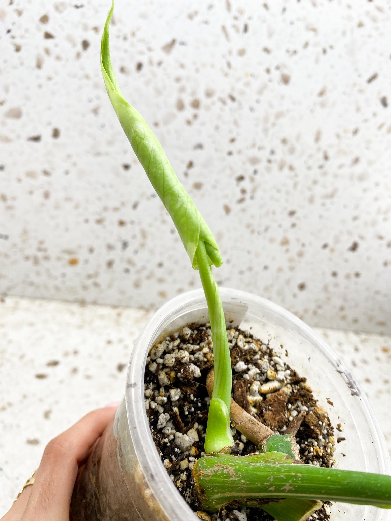 Monstera Thai Constellation 1 Leaf 1 Node  Rooted