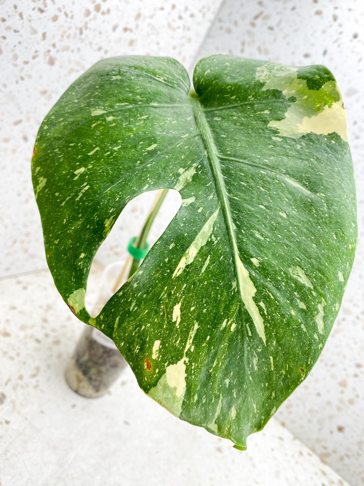 Monstera Thai Constellation 1 Leaf 1 Node  Rooted