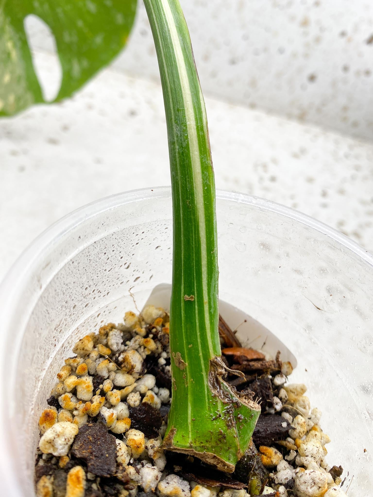 Monstera Thai Constellation 1 Leaf 1 Node  Rooted