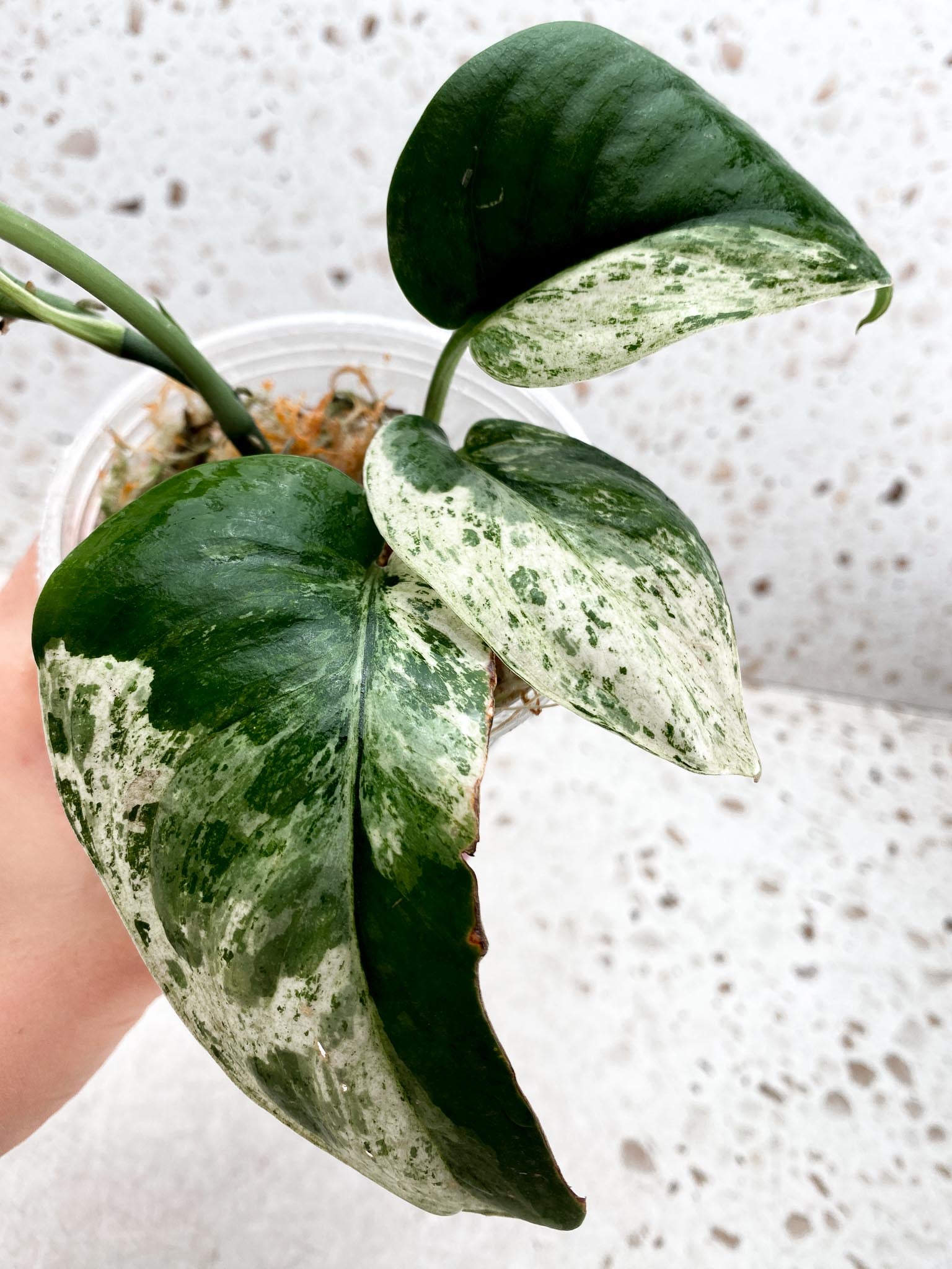 Scinddapsus Dark Satin Variegated Multiple Leaves Multiple Nodes 2 Sprouts  top cutting Mother plant Showcase