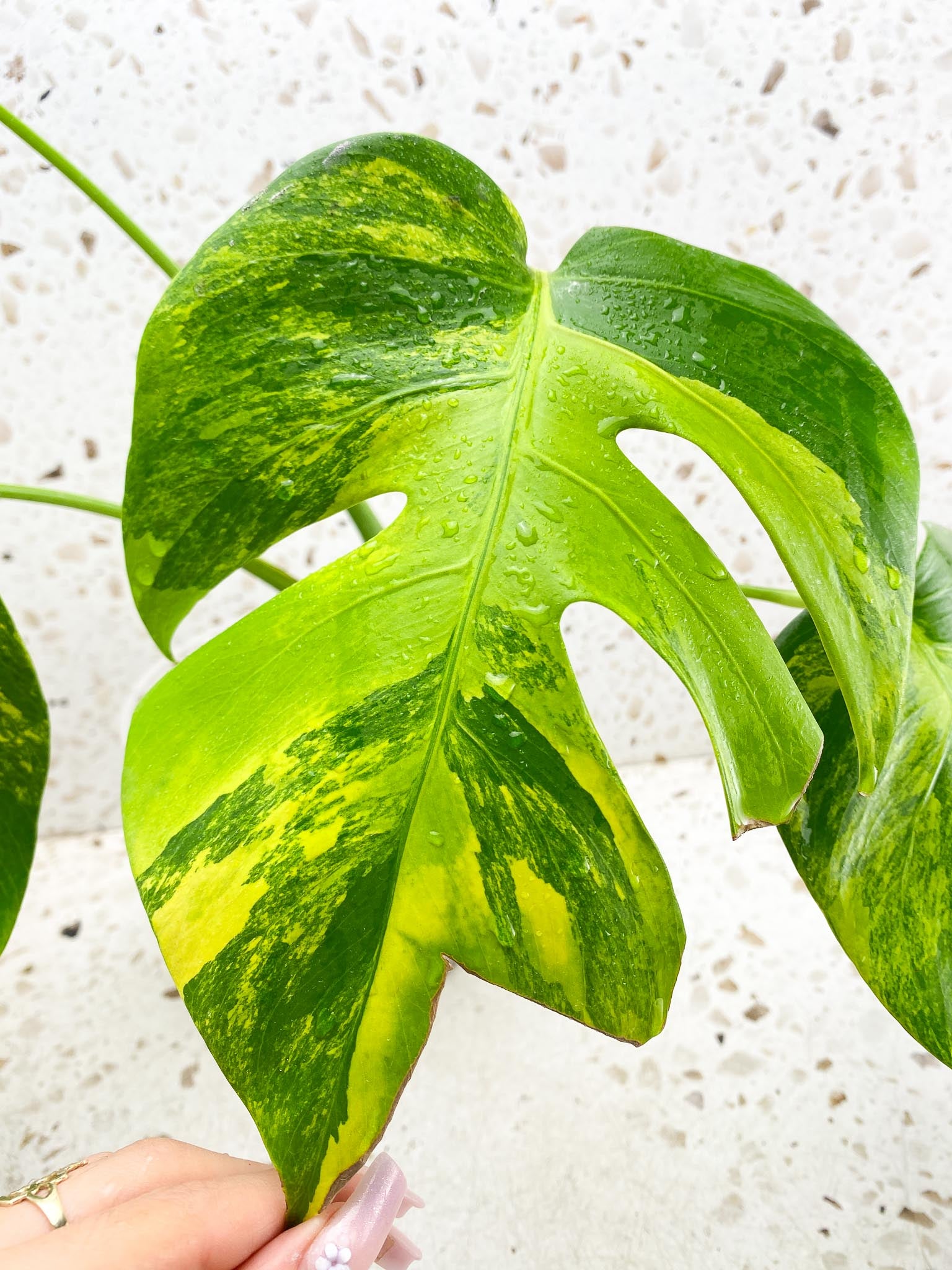 Monstera Green on Green Variegated 4 Leaves  4 Nodes  Rooted Mother plant  (Showcase)