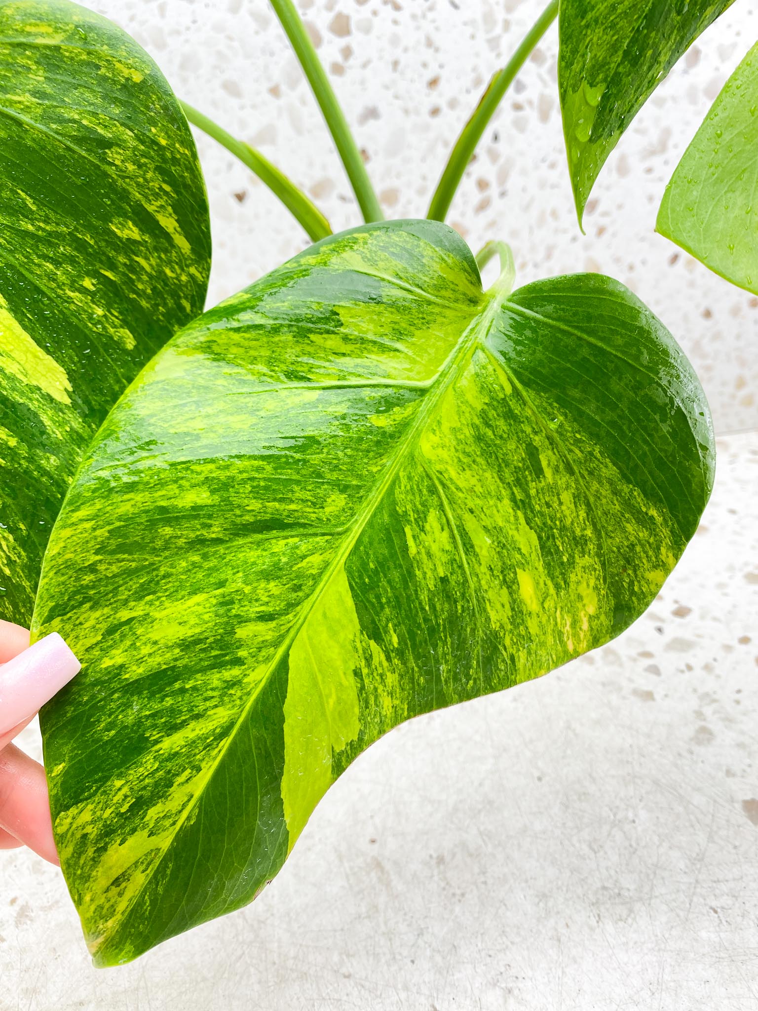 Monstera Green on Green Variegated 4 Leaves  4 Nodes  Rooted Mother plant  (Showcase)