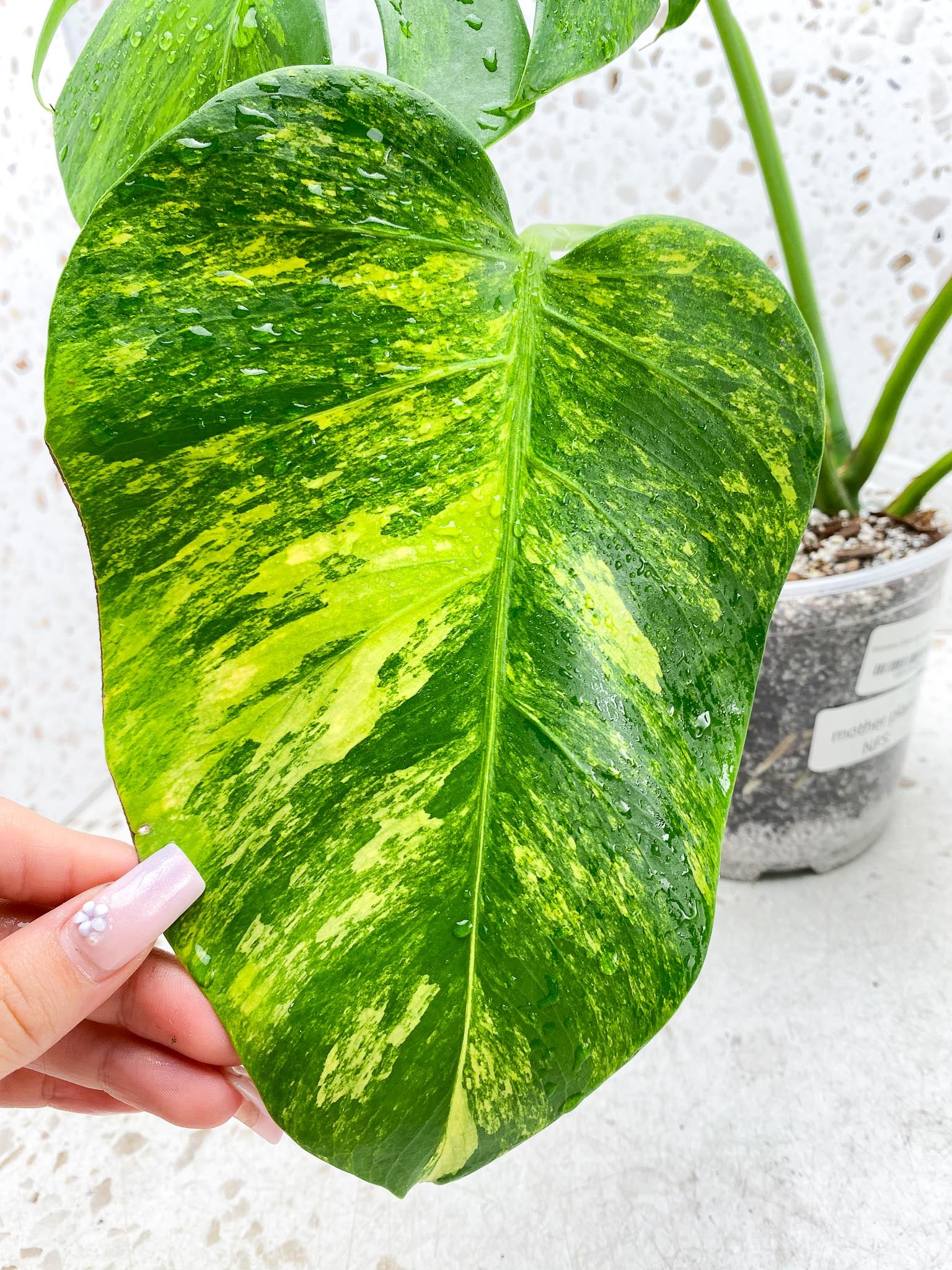 Monstera Green on Green Variegated 4 Leaves  4 Nodes  Rooted Mother plant  (Showcase)