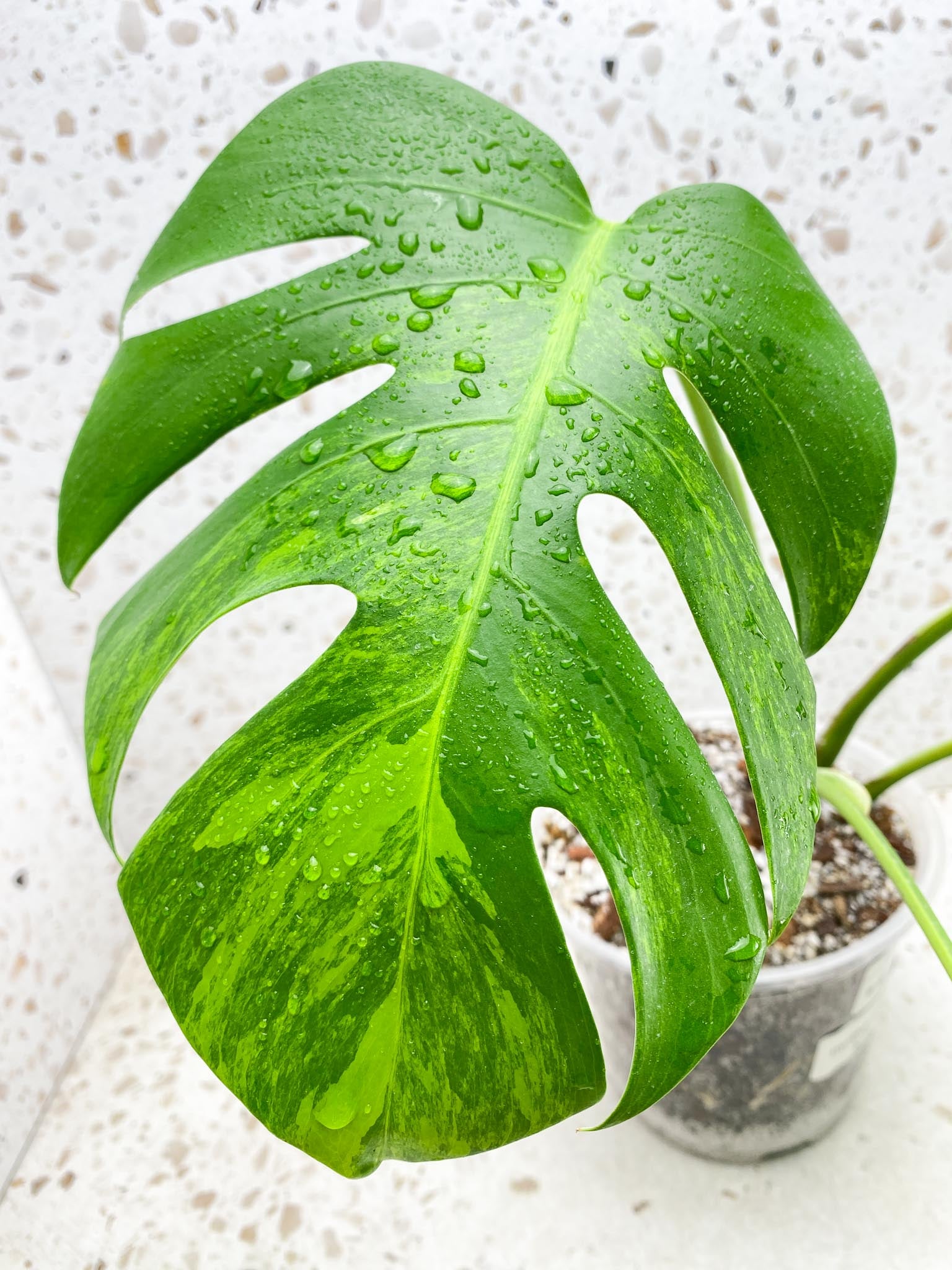 Monstera Green on Green Variegated 4 Leaves  4 Nodes  Rooted Mother plant  (Showcase)