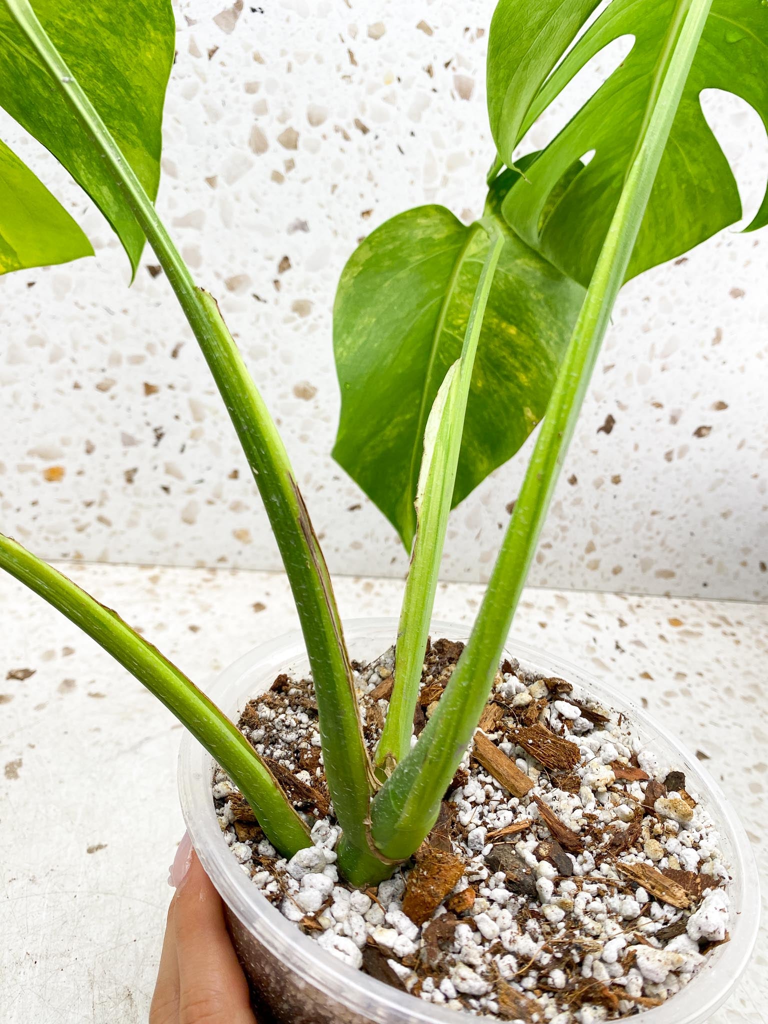 Monstera Green on Green Variegated 4 Leaves  4 Nodes  Rooted Mother plant  (Showcase)