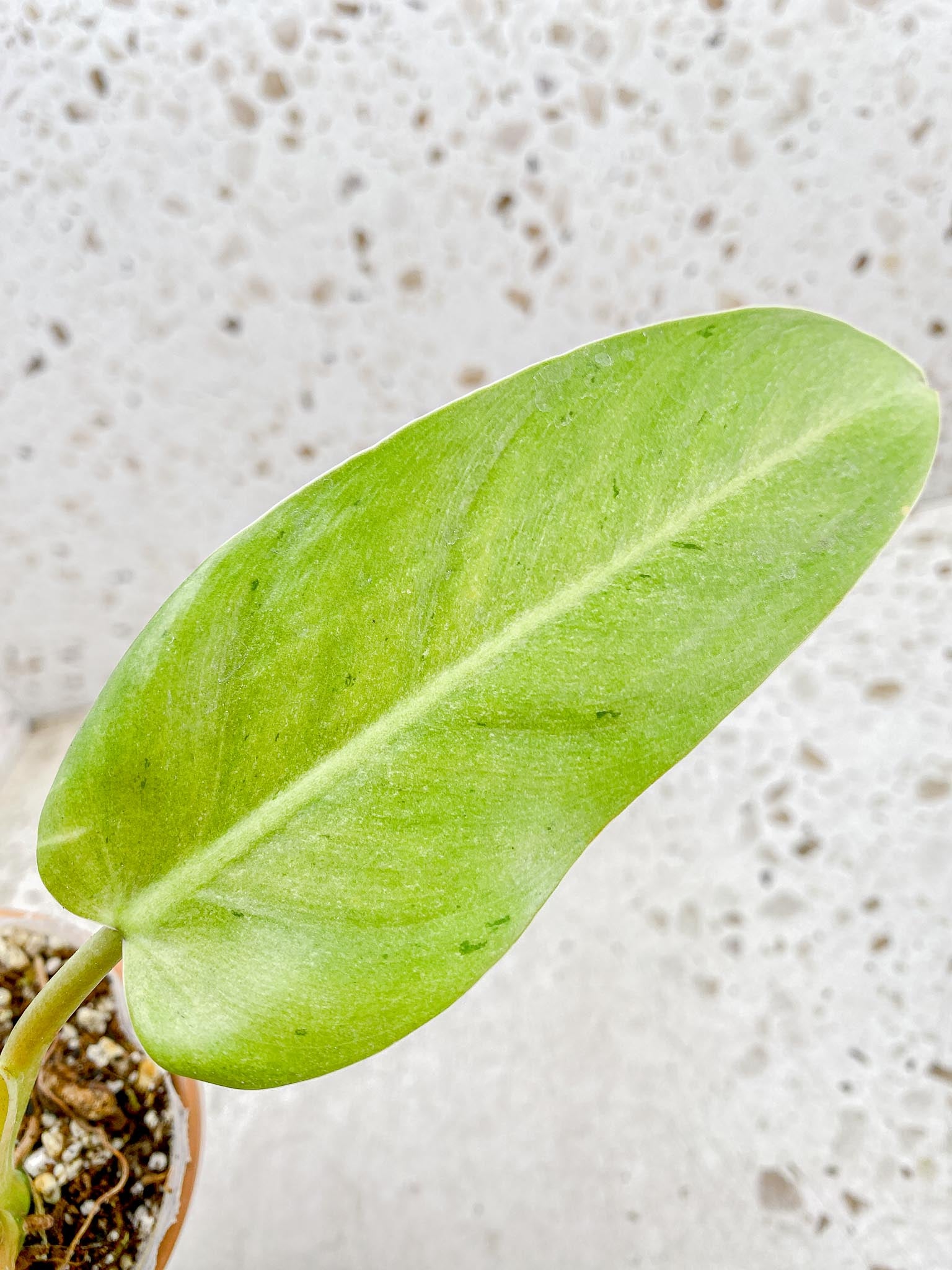 Philodendron Whipple Way A++ (US Clone) 5 Leaves 5 Nodes  top cutting Rooted