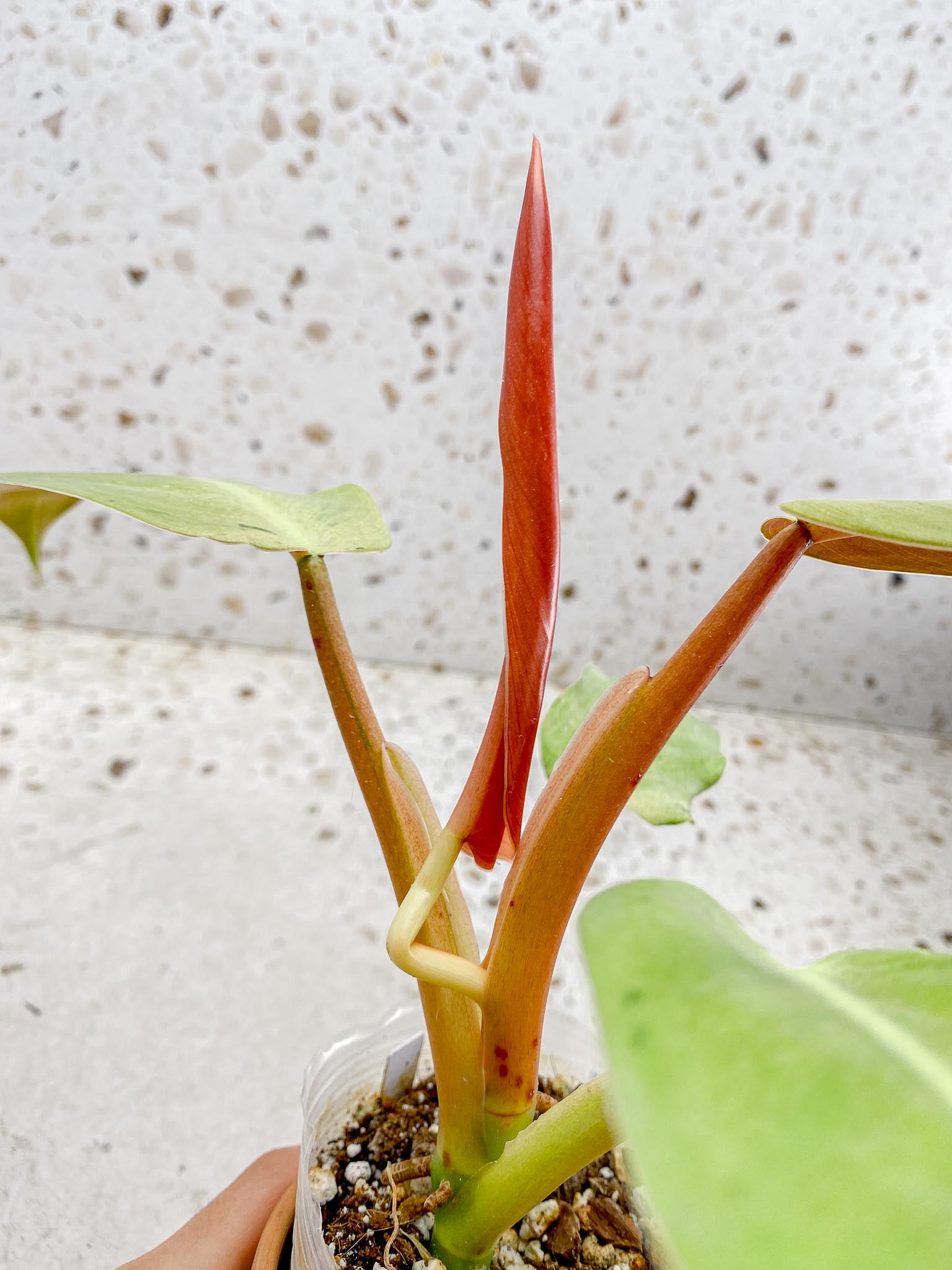 Philodendron Whipple Way A++ (US Clone) 5 Leaves 5 Nodes  top cutting Rooted