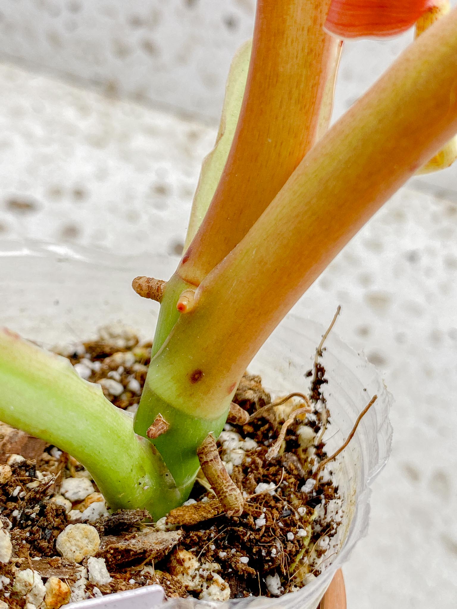 Philodendron Whipple Way A++ (US Clone) 5 Leaves 5 Nodes  top cutting Rooted