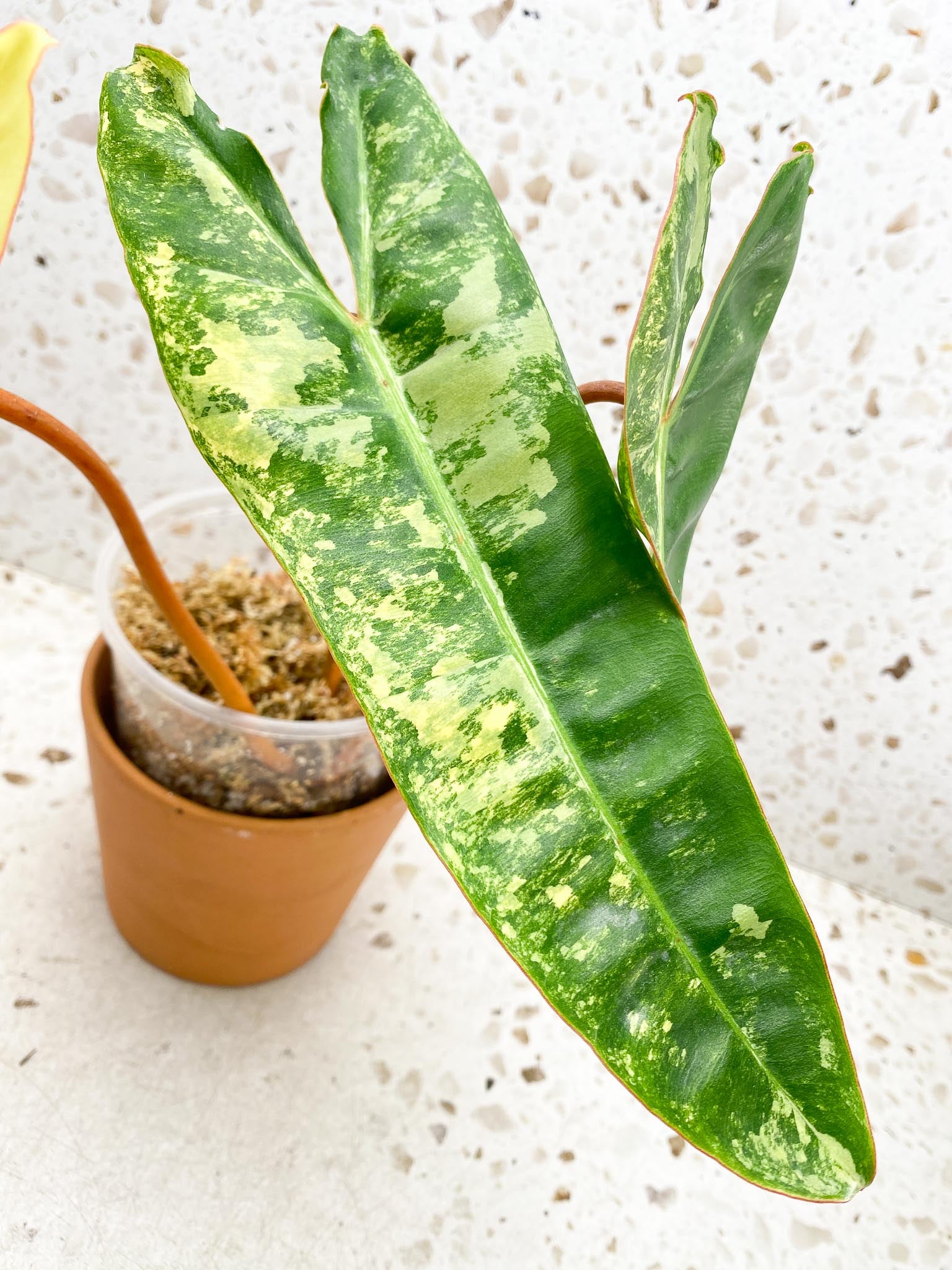 Philodendron Billietiae Variegated 3 Leaves  3 Nodes  Rooted