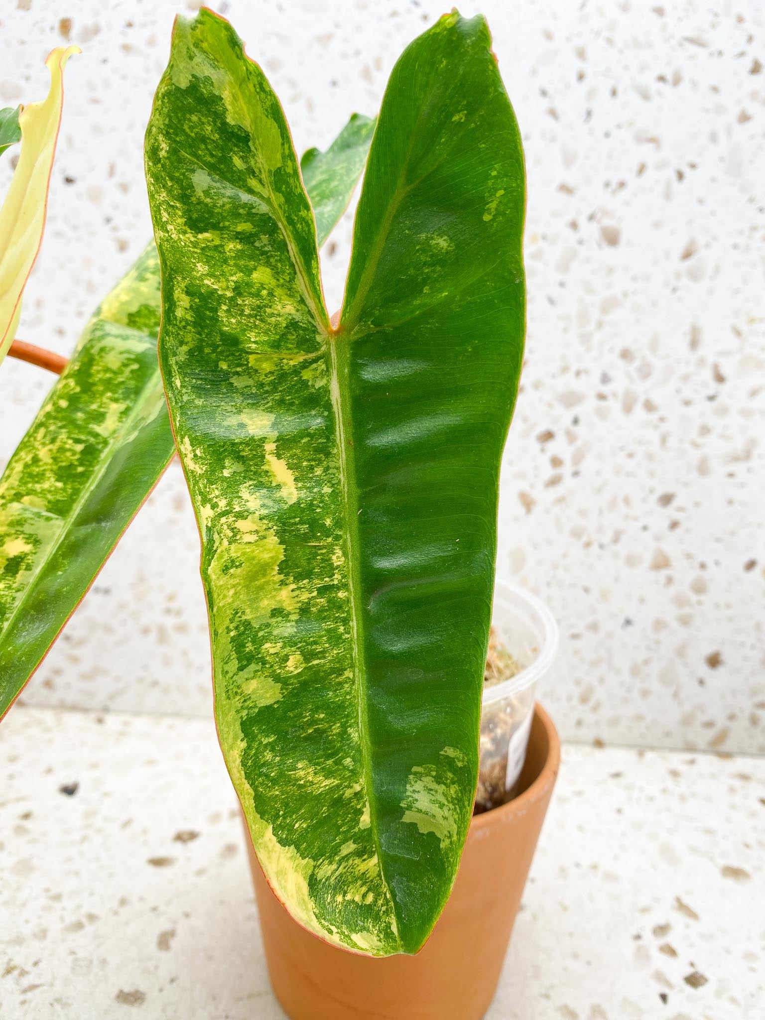 Philodendron Billietiae Variegated 3 Leaves  3 Nodes  Rooted