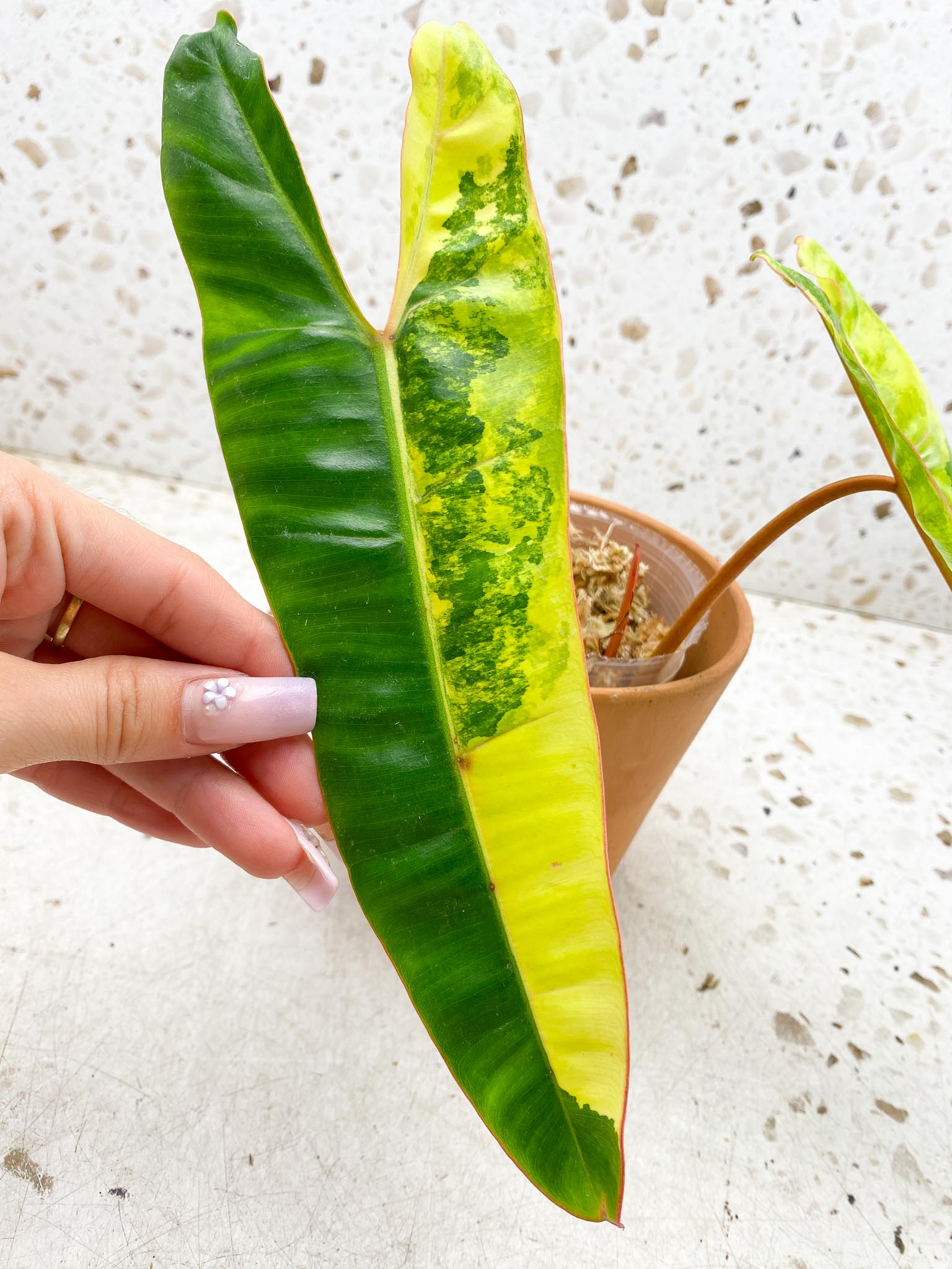 Philodendron Billietiae Variegated 2 Leaves  3 Nodes  1 Sprout Rooted