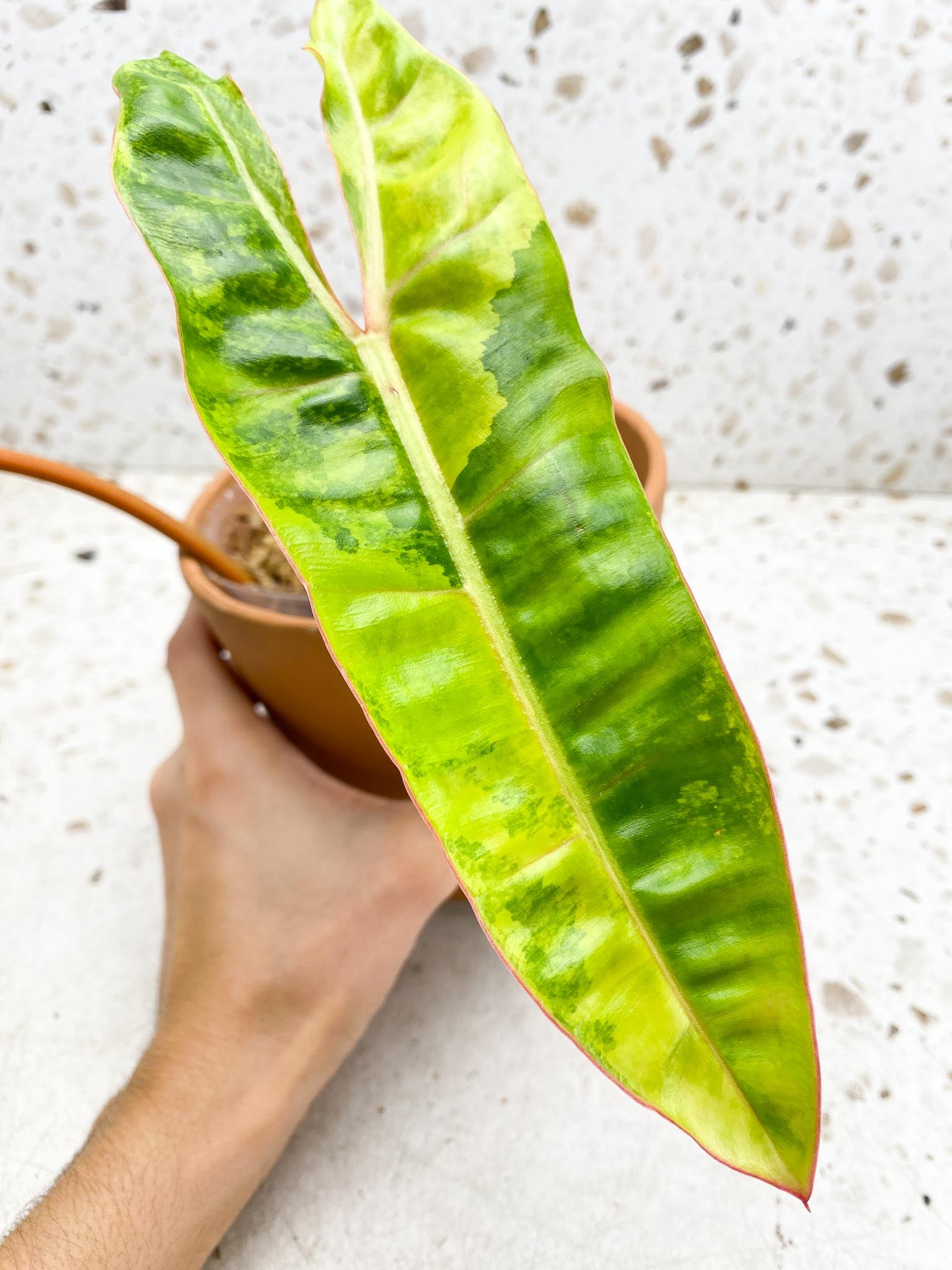 Philodendron Billietiae Variegated 2 Leaves  3 Nodes  1 Sprout Rooted