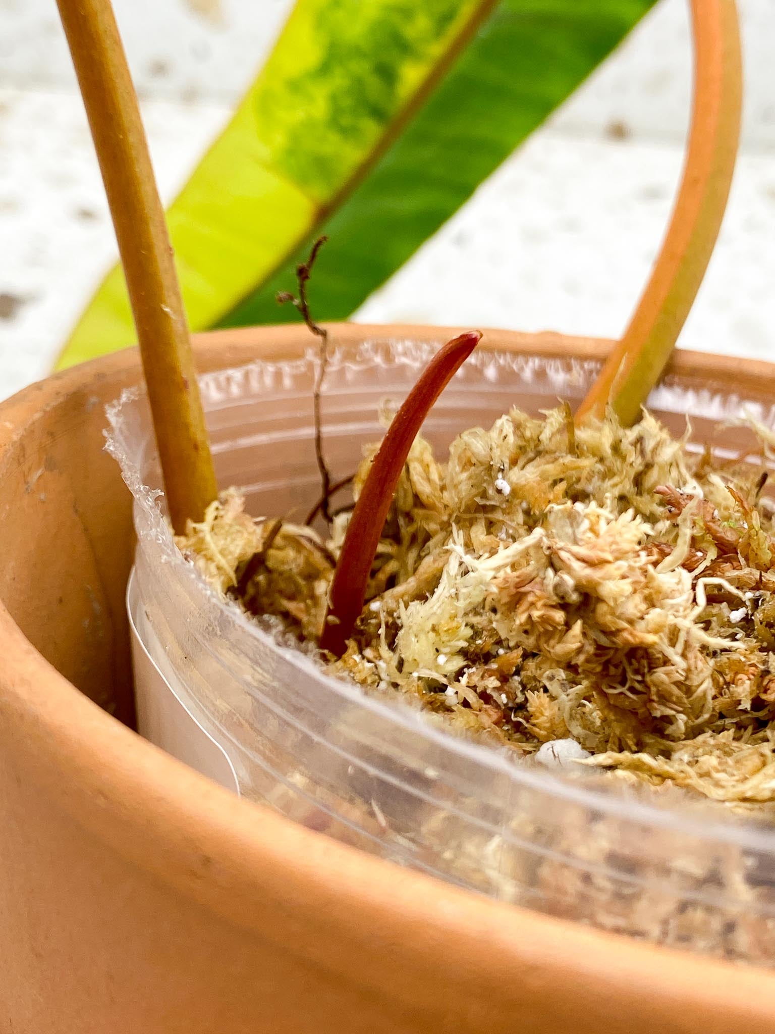 Philodendron Billietiae Variegated 2 Leaves  3 Nodes  1 Sprout Rooted