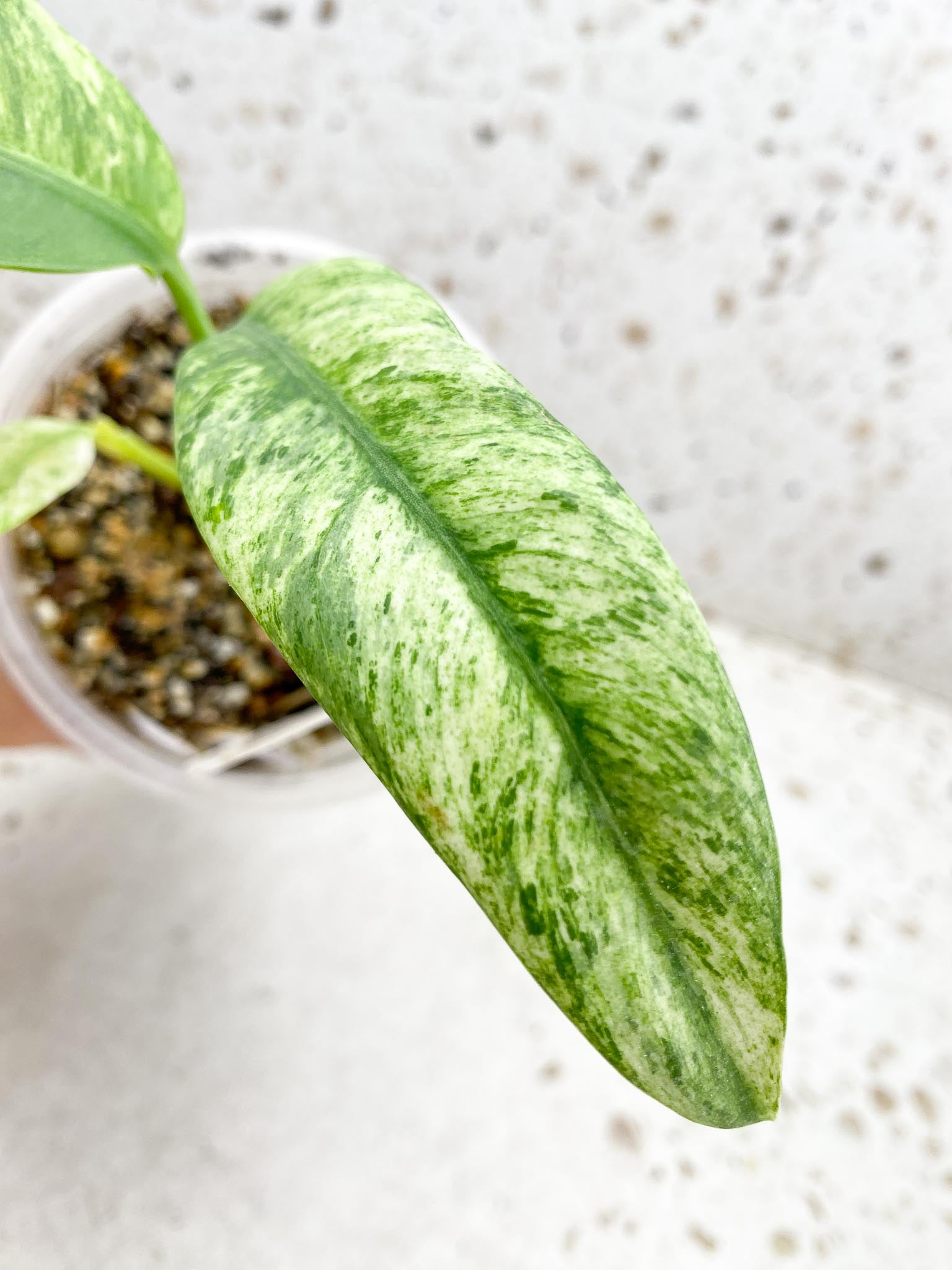 Epipremnum Giganteum 3 Leaves  3 Nodes  top cutting Rooted