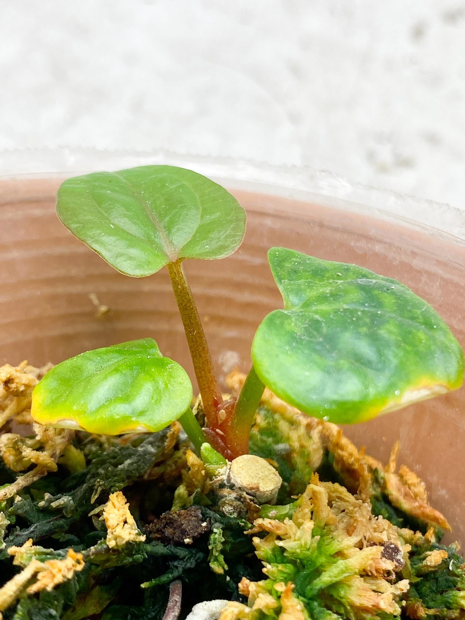 Anthurium Dressleri x Red Vein Dark Pheonic 3 Leaves  4 Nodes  1 Sprout